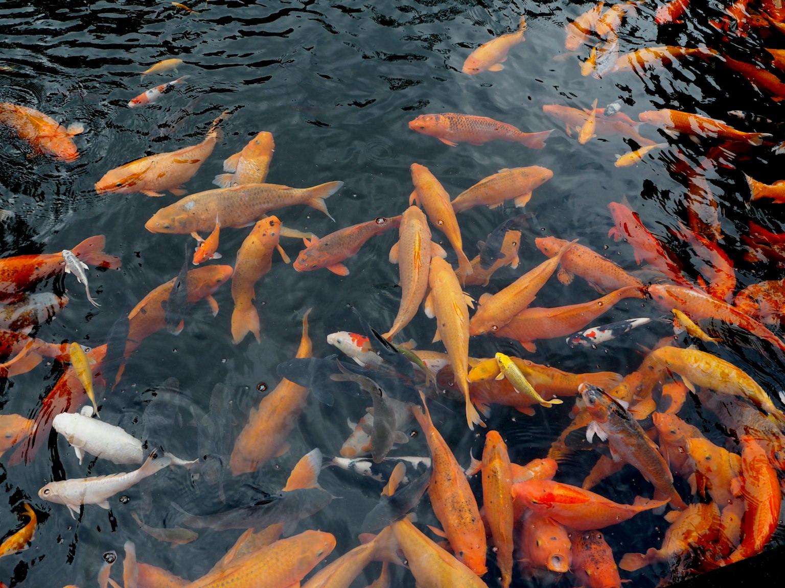 Beragam ikan koi berwarna-warni berenang di kolam