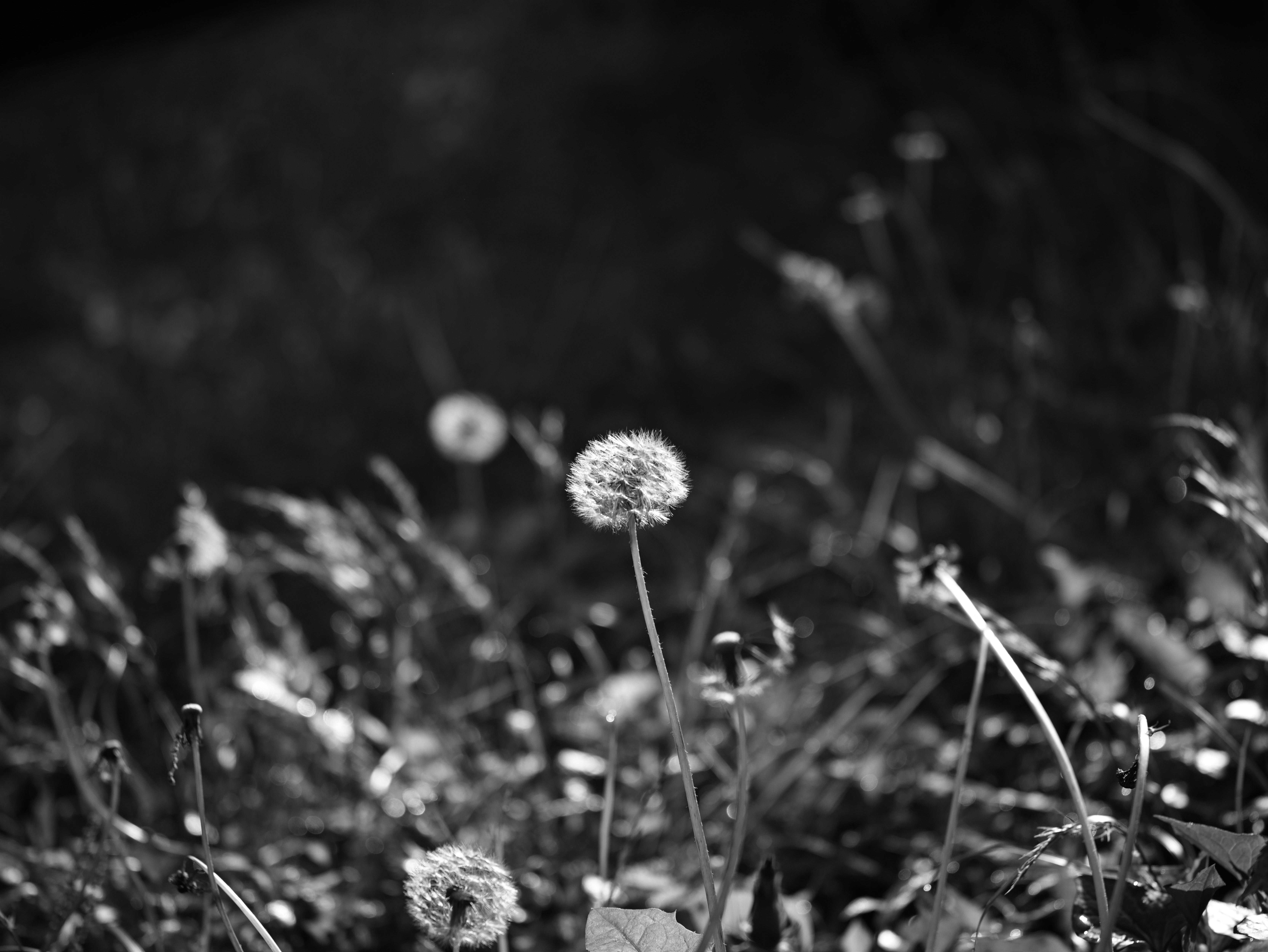 dandelion seed heads swaying in grass