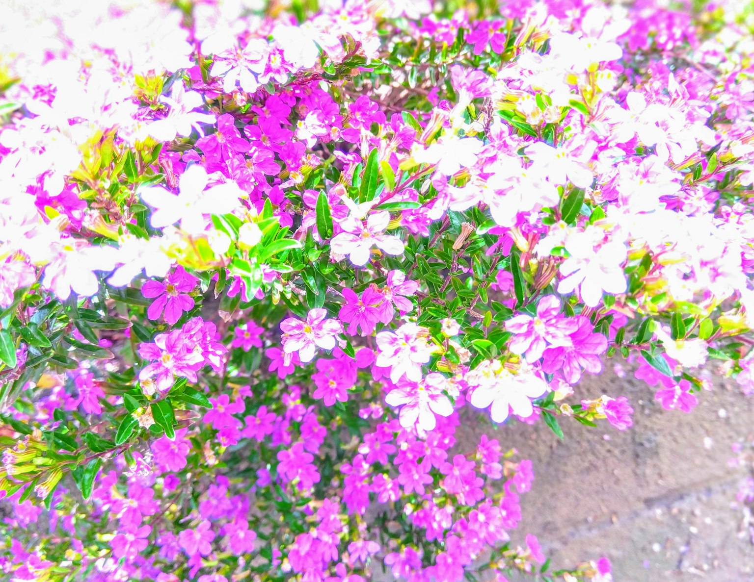 Primo piano di fiori rosa e bianchi vibranti su una pianta verde lussureggiante