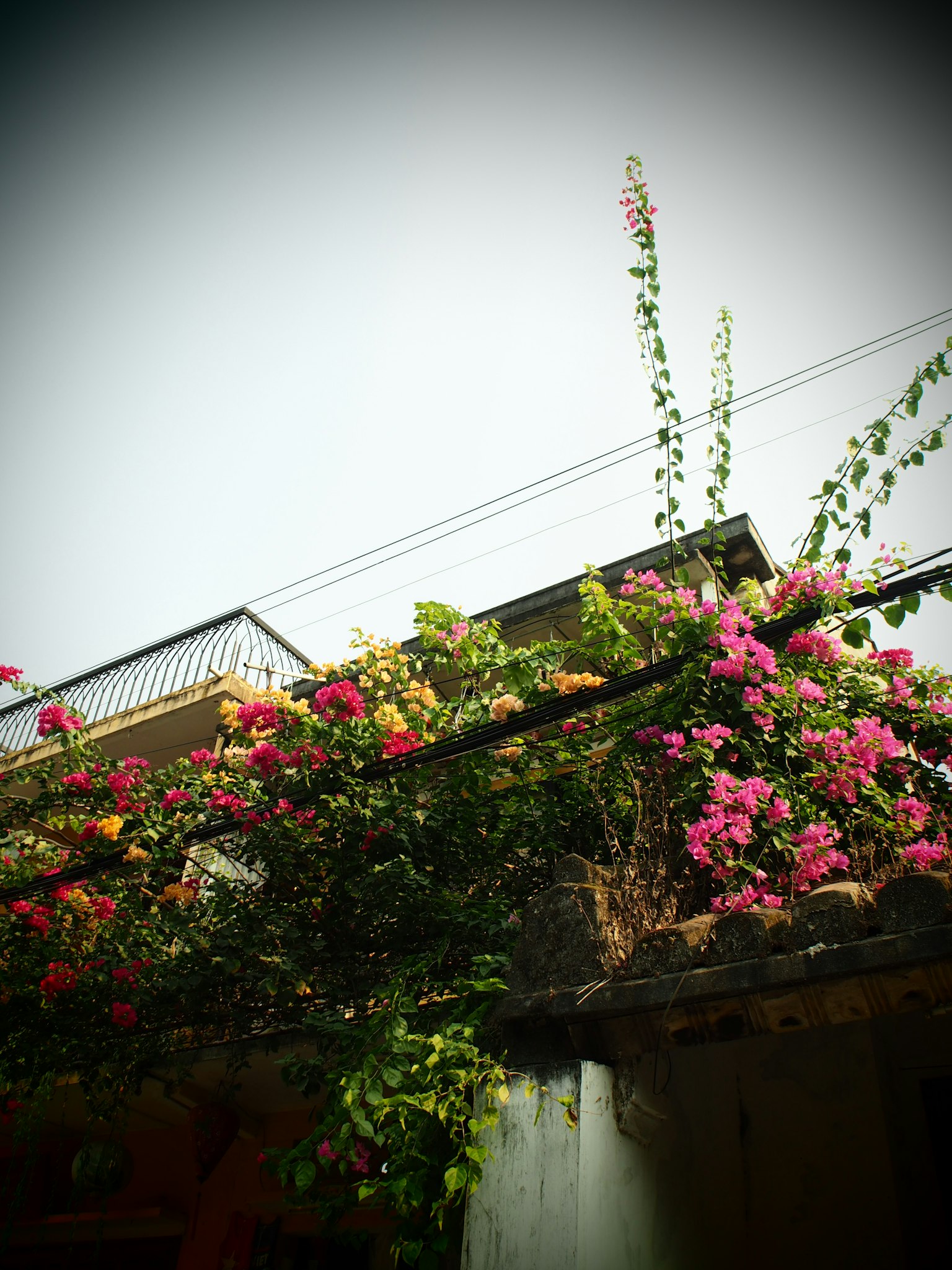 Flores de bugambilia vibrantes que caen de un techo de edificio