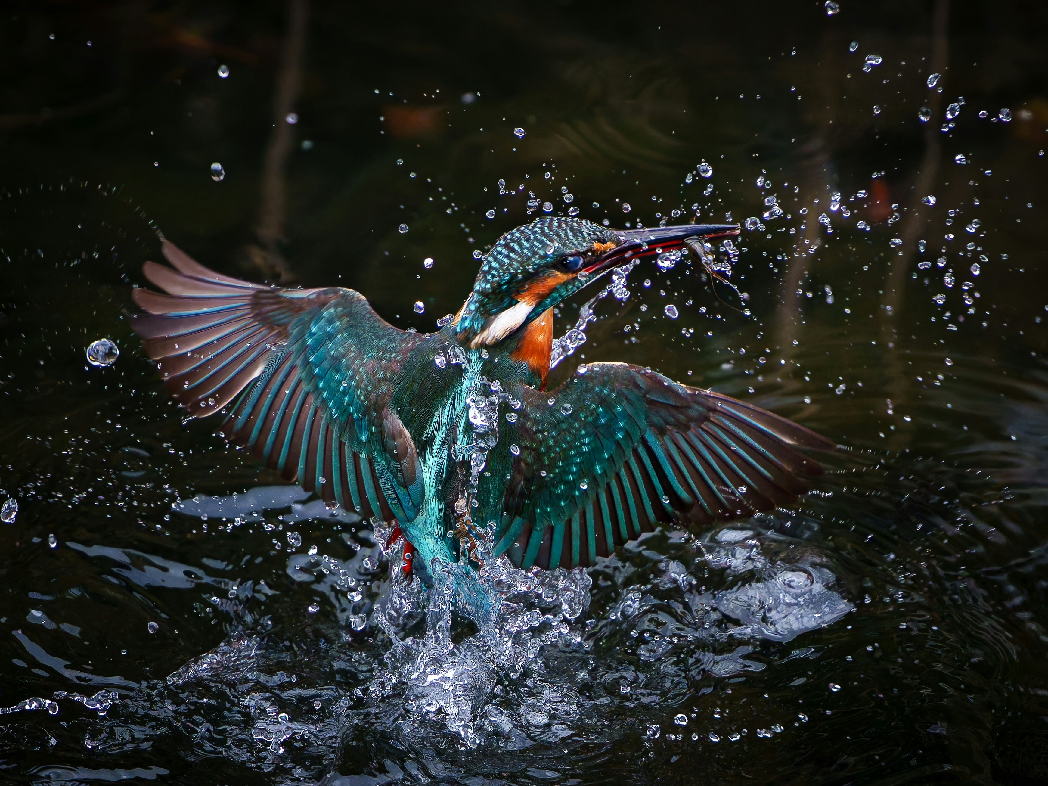 水しぶきを上げて飛び立つカワセミ