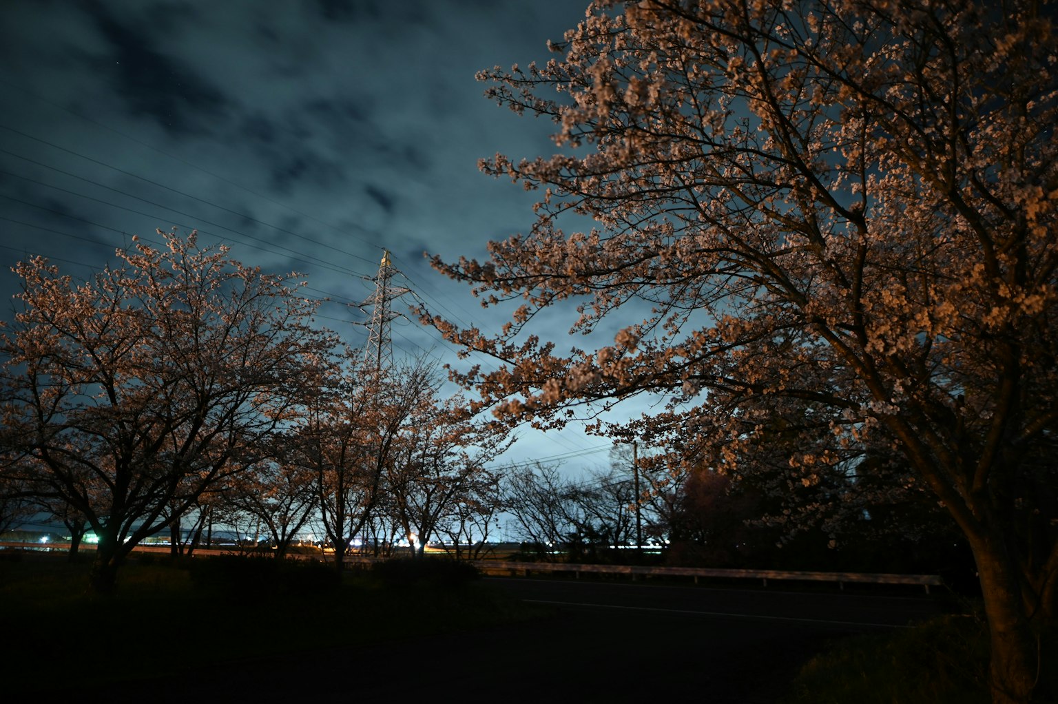夜間櫻花景觀，黑暗天空與照亮的花朵