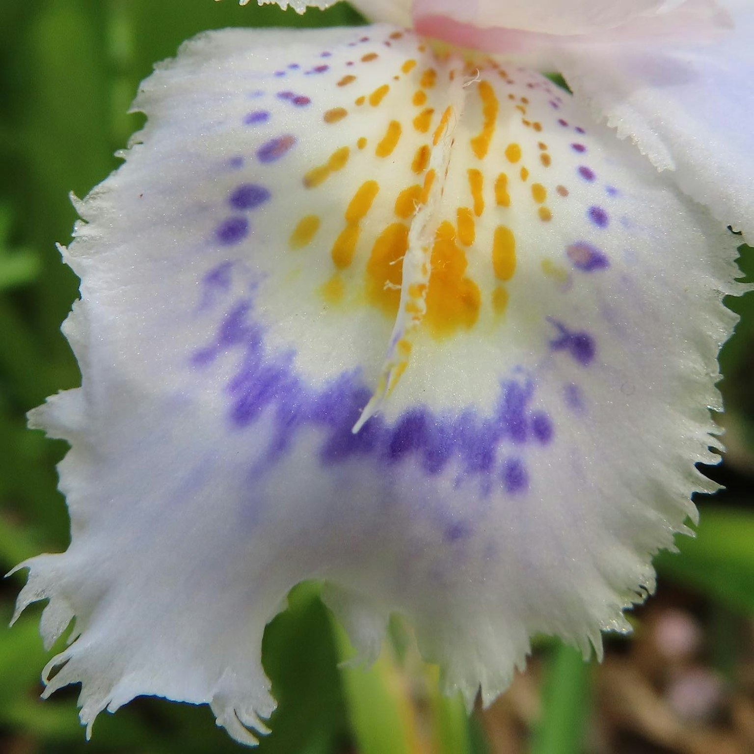 Primo piano di un petalo di fiore con motivi arancioni e viola
