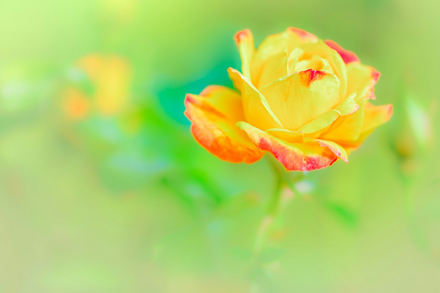 ดอกกุหลาบสีเหลืองสดใสบนพื้นหลังสีเขียวอ่อน