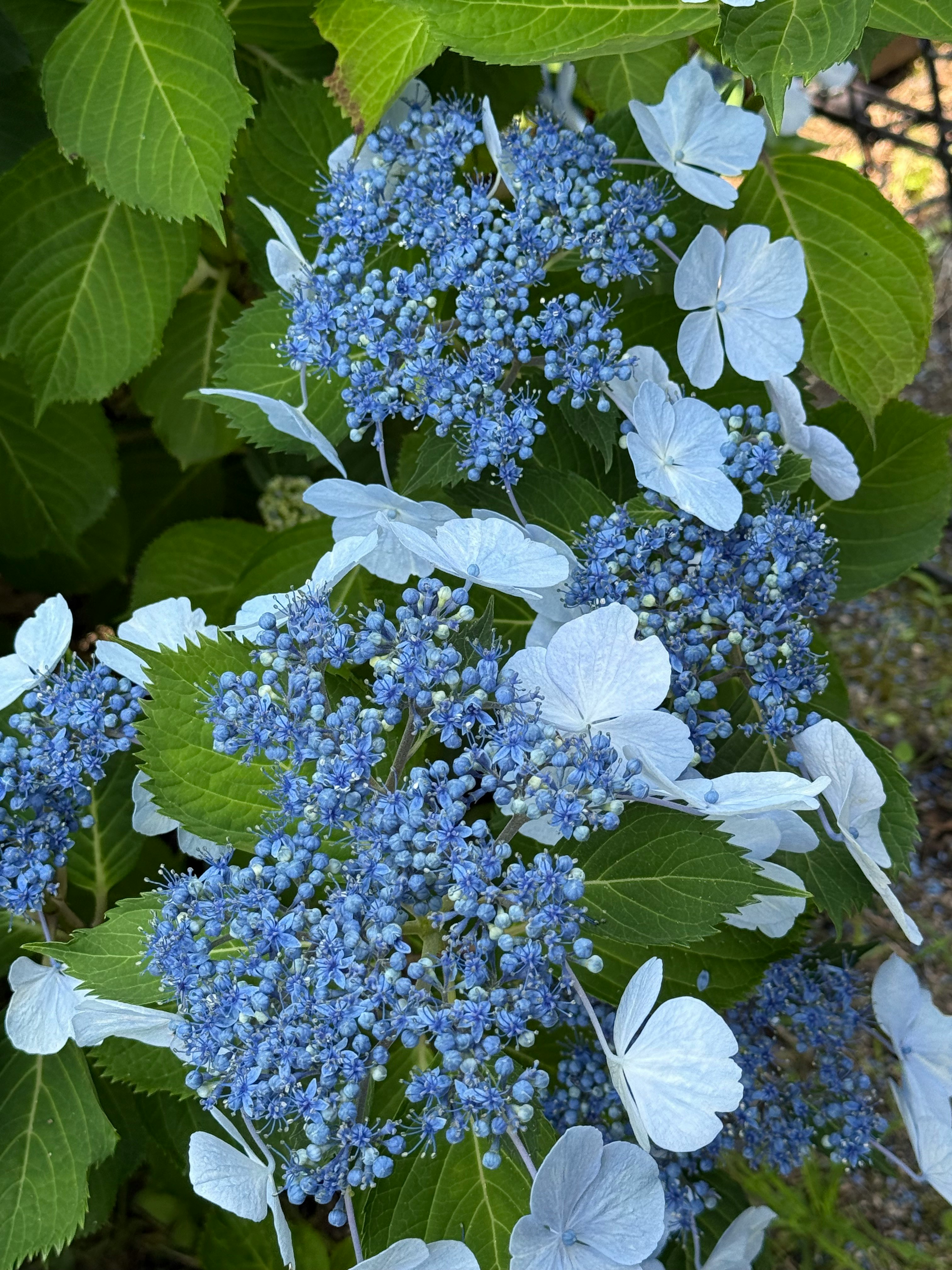Gros plan de fleurs d’hortensia bleues avec des feuilles