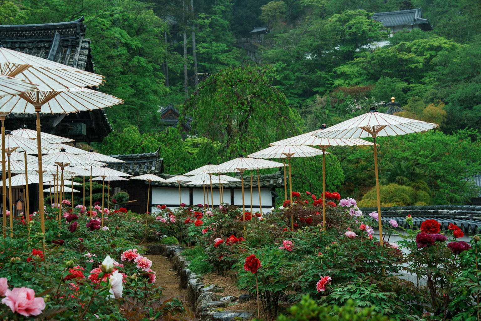风景如画的日本花园，特色鲜艳的花朵和传统伞