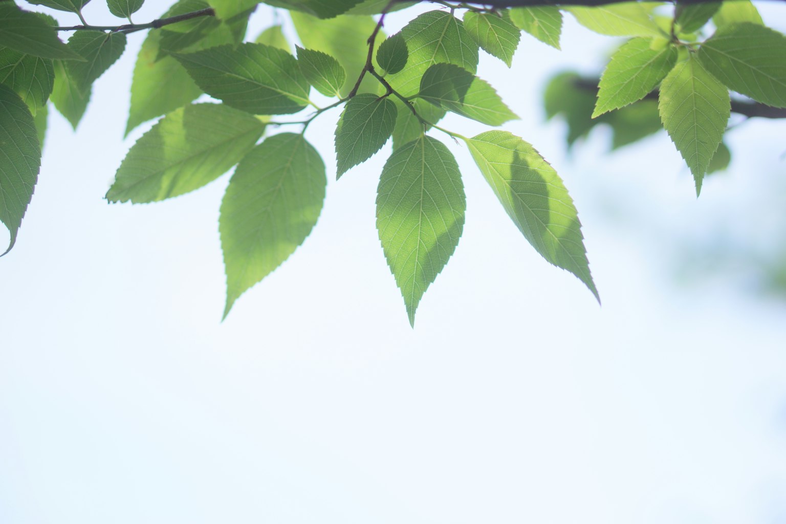 Green leaves gently hanging against a soft blue sky