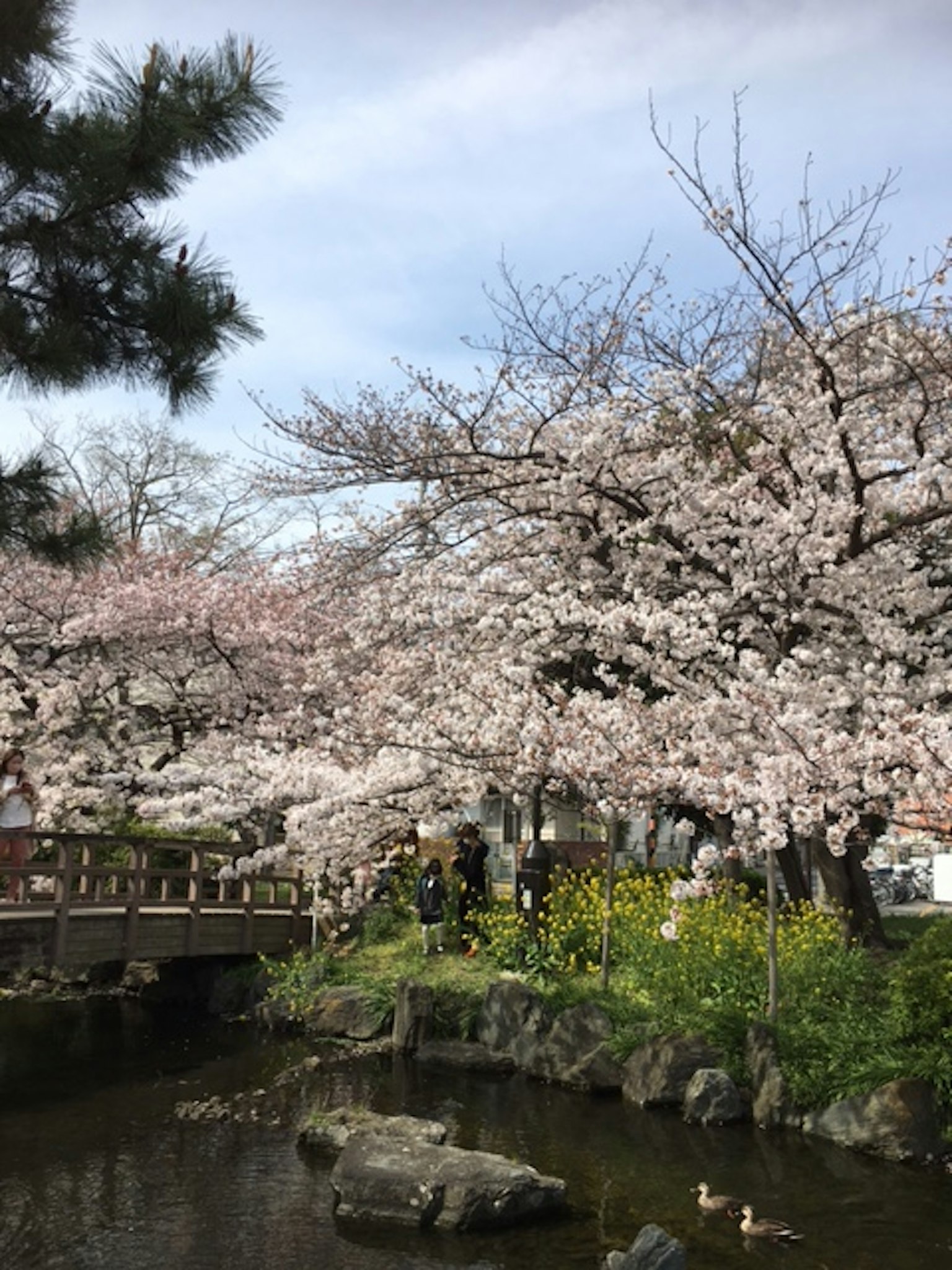 ทิวทัศน์ของต้นซากุระและบ่อพร้อมสะพานและผู้คน