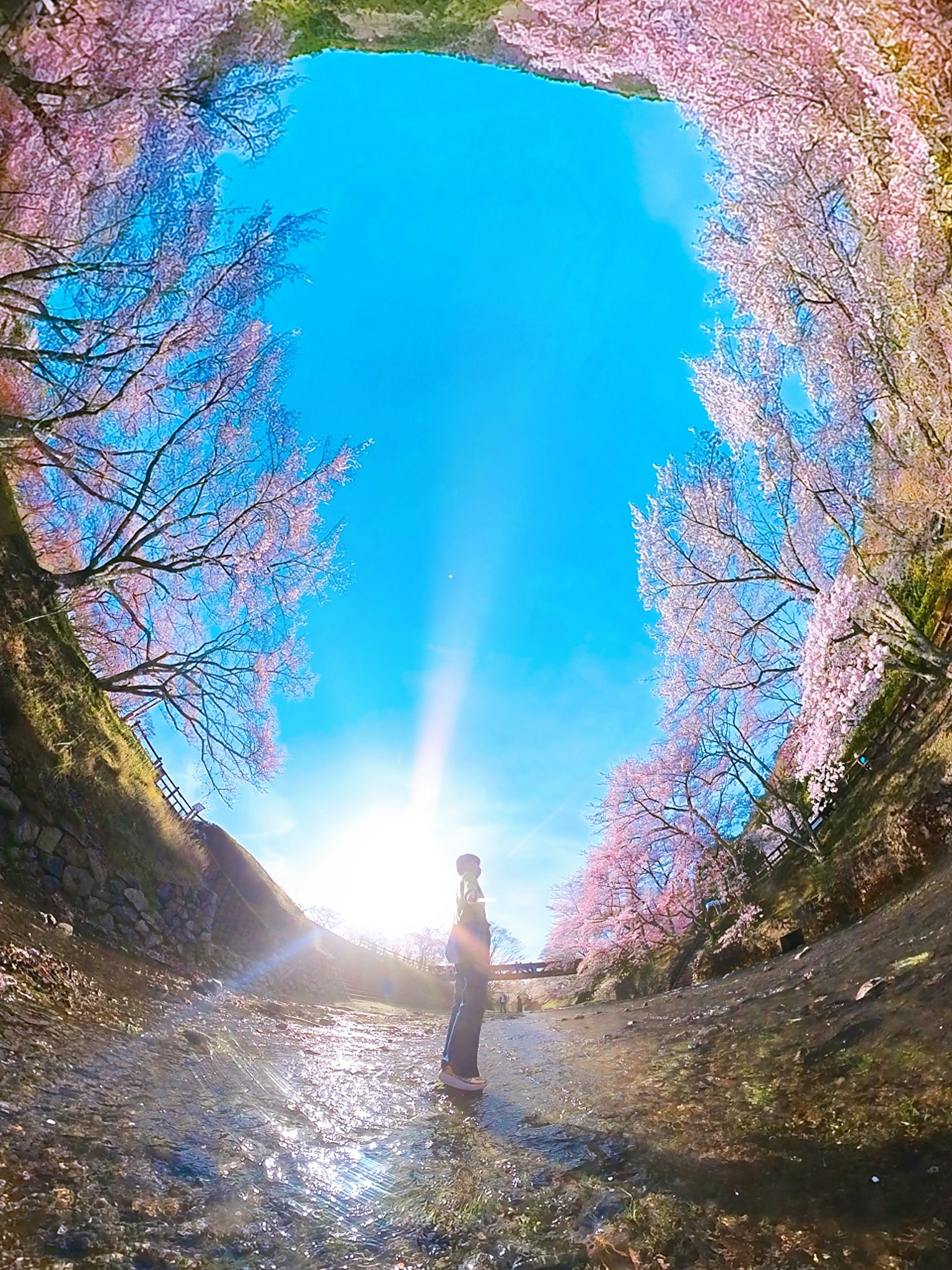 Person standing in a beautiful landscape surrounded by cherry blossom trees