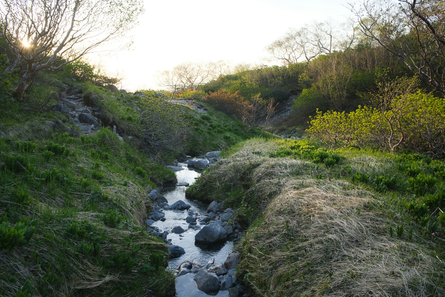 Un paysage luxuriant avec un ruisseau coulant à travers l'herbe verte et de petites pierres lumière douce au coucher du soleil