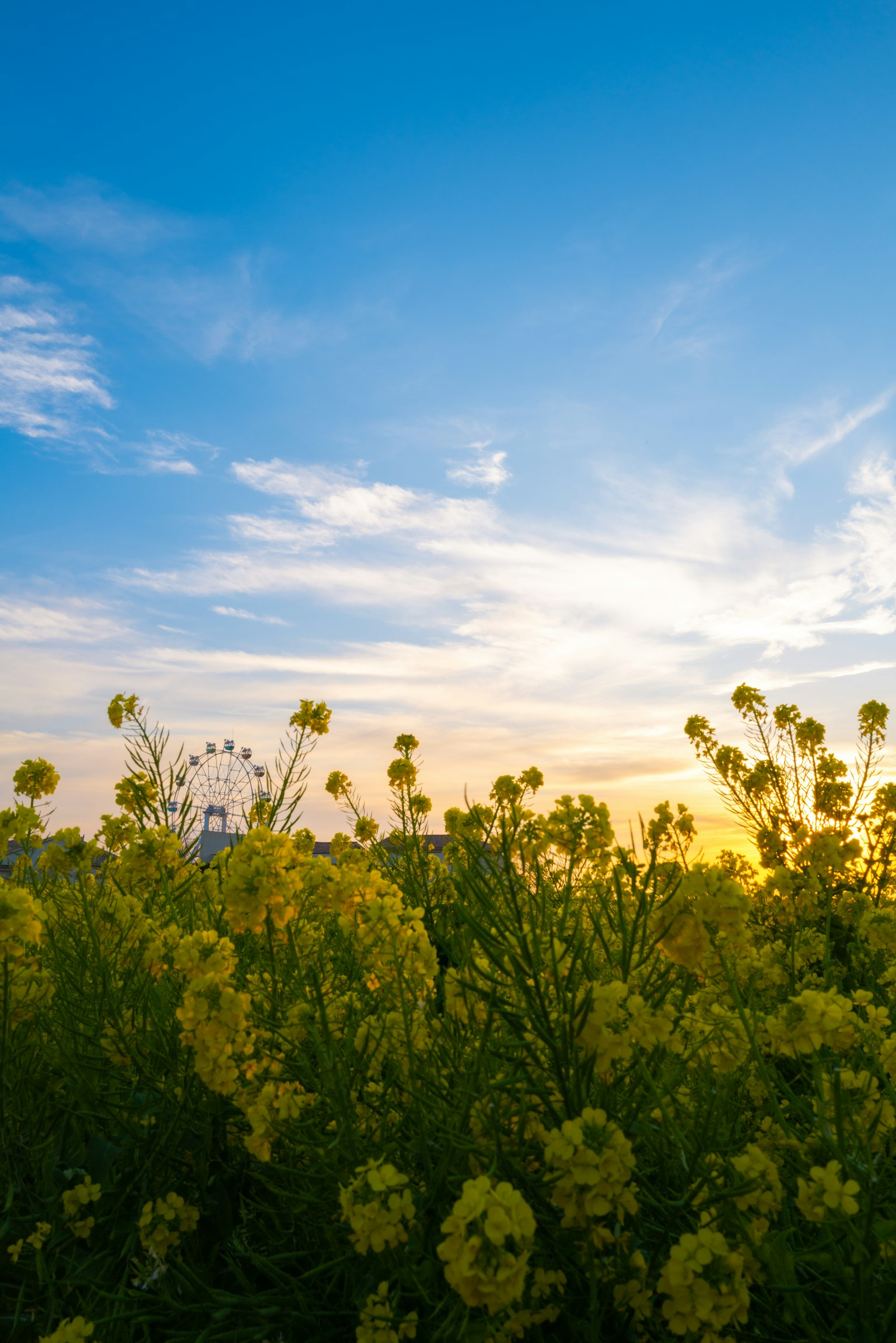 Campo de flores amarillas bajo un cielo azul con puesta de sol y una noria al fondo