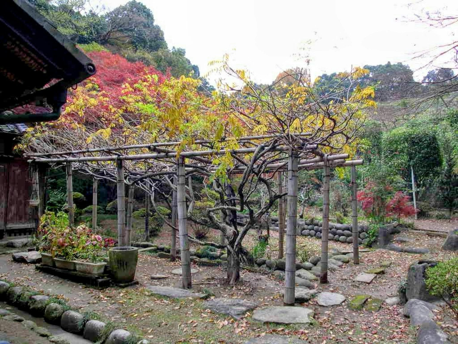 Japanese garden in autumn featuring a trellis and colorful foliage