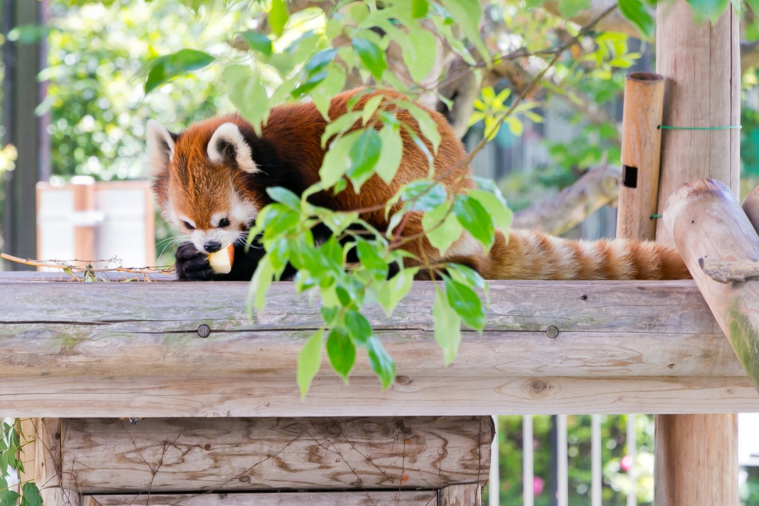 Panda merah beristirahat di platform kayu dikelilingi daun hijau