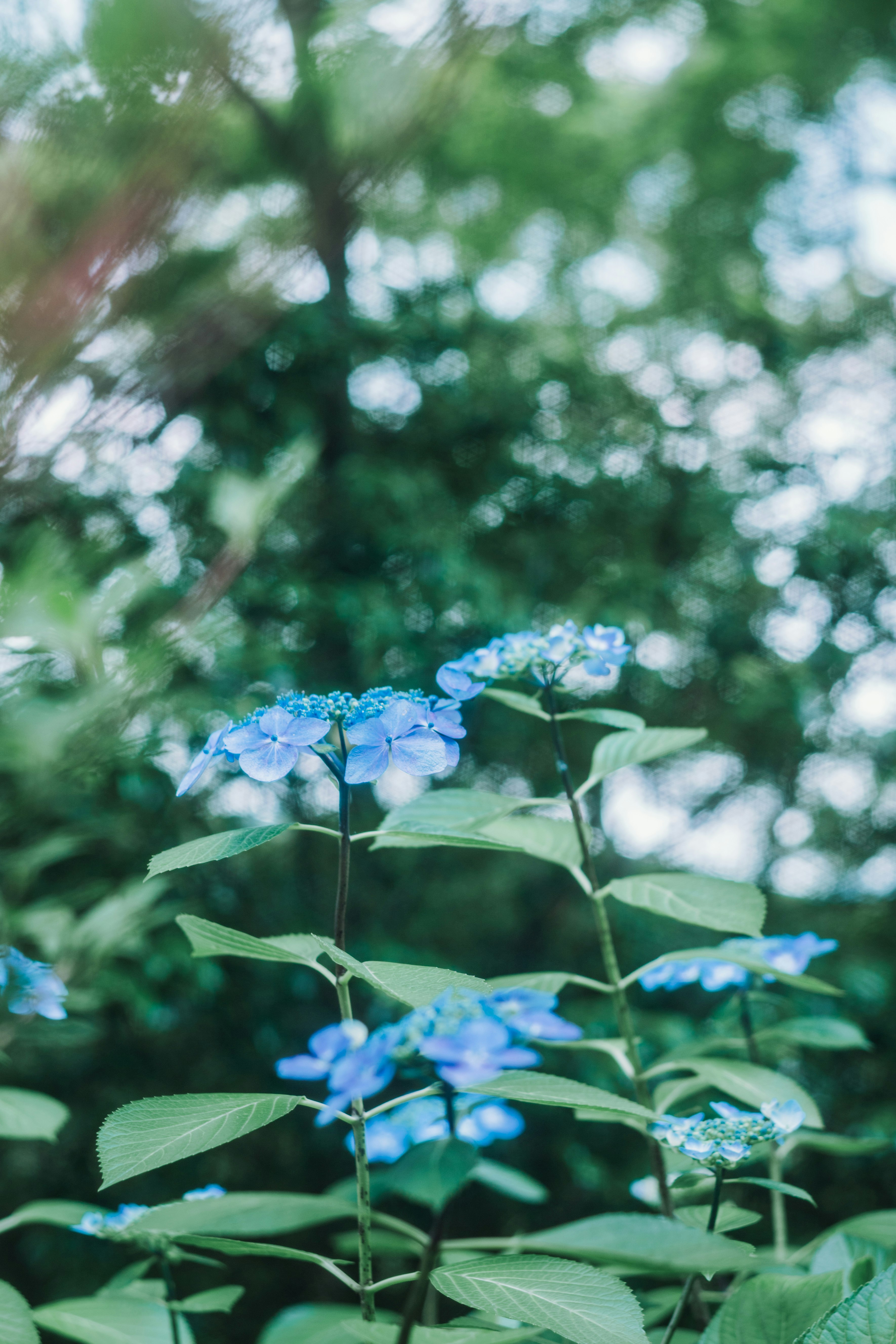 ボケた背景の中で咲く青いアジサイの花