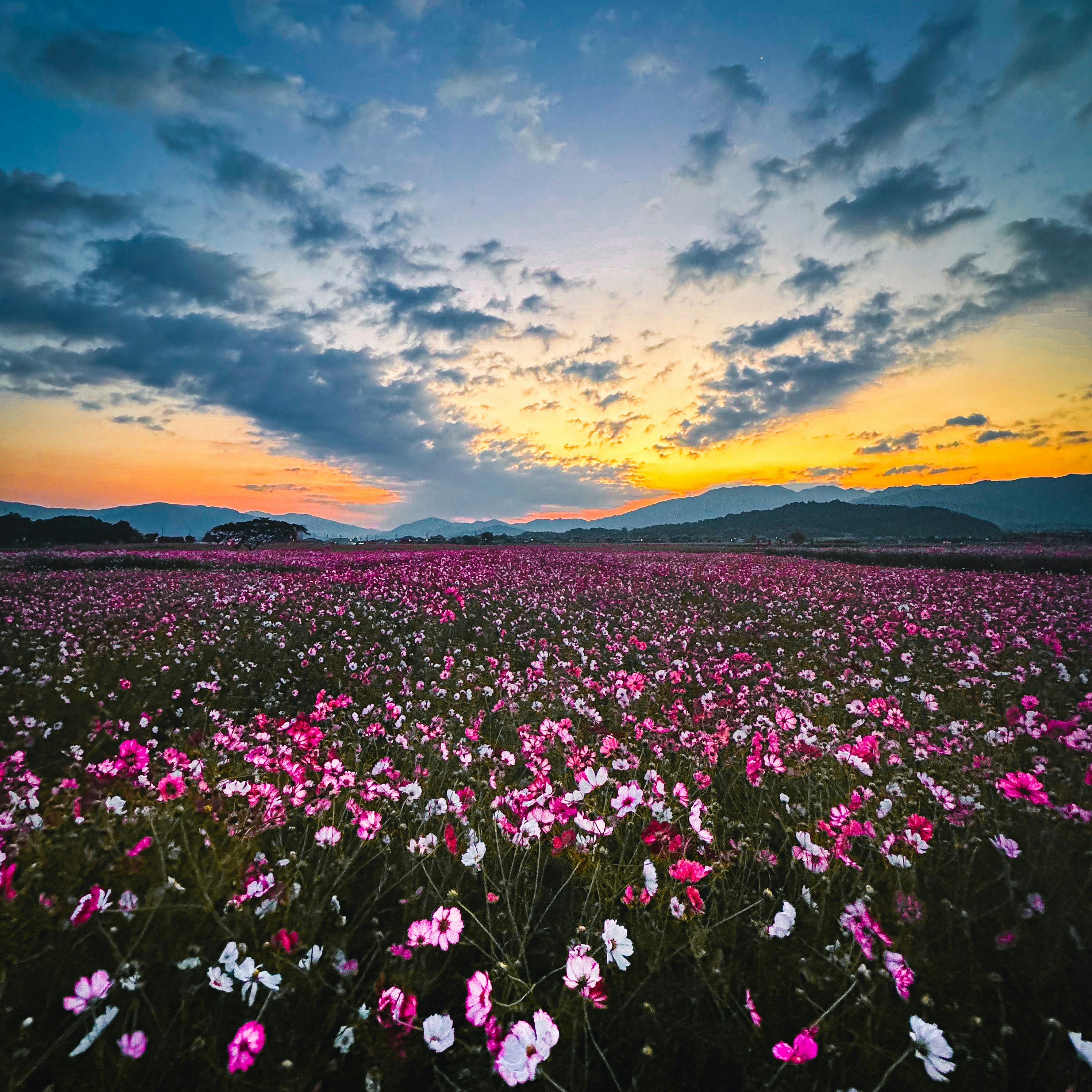 夕焼け空の下で咲き誇るピンクと白の花畑