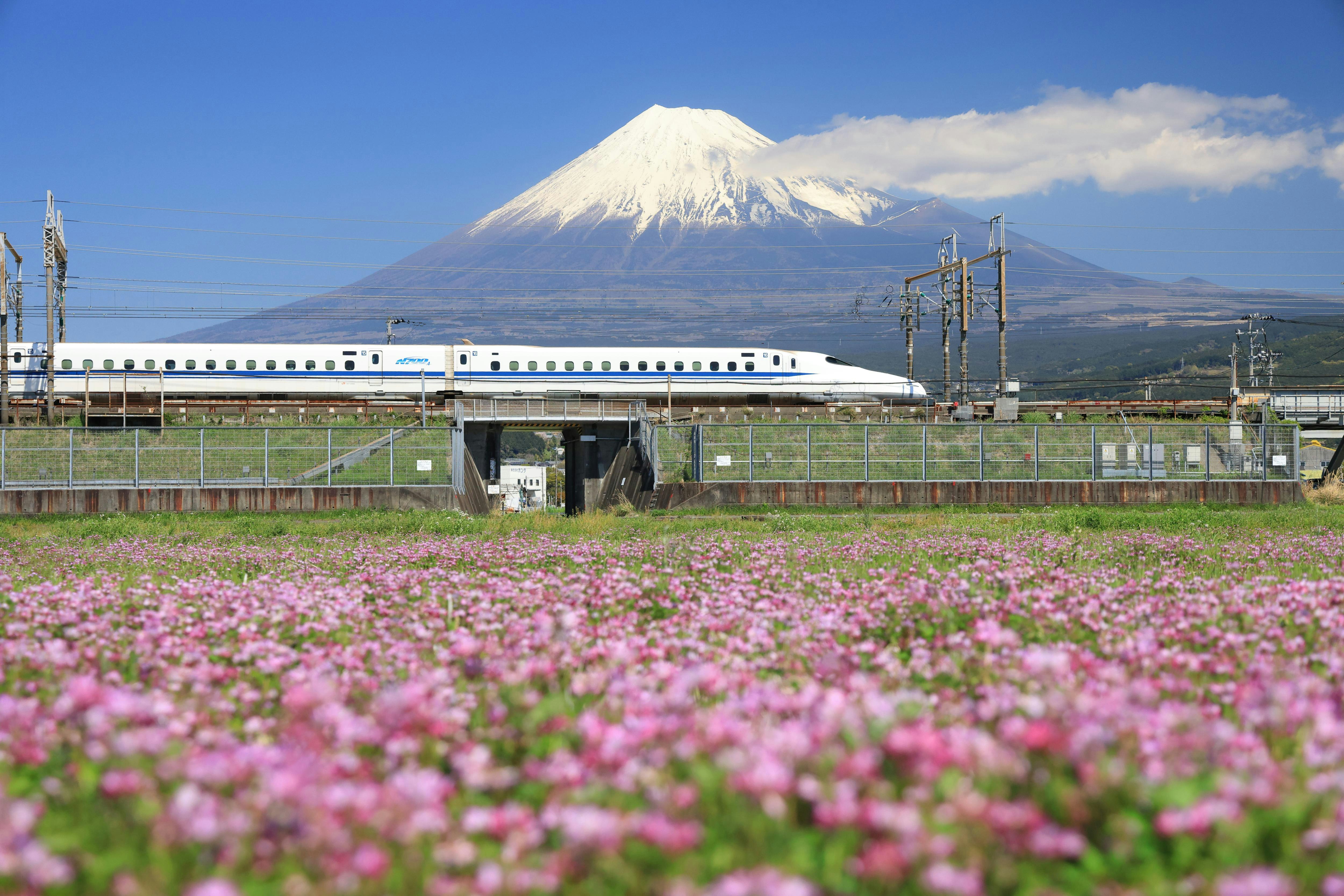 Train Shinkansen passant devant un champ de fleurs avec le mont Fuji en arrière-plan