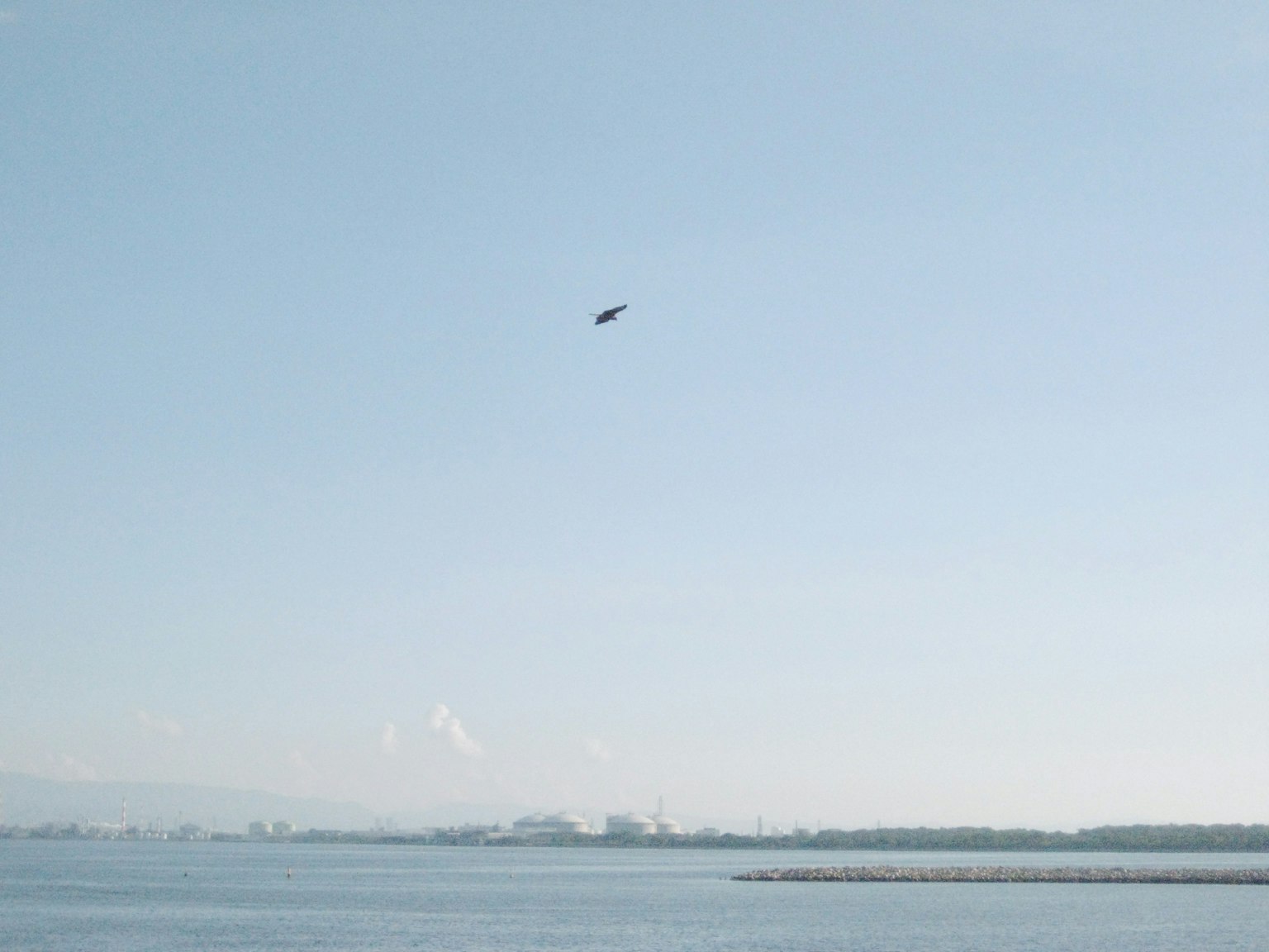 นกบินอยู่เหนือทะเลสงบใต้ท้องฟ้าสีฟ้าสดใส