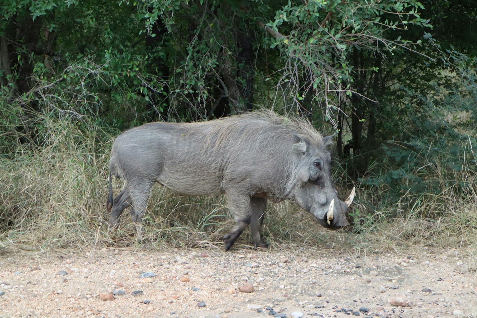 Ein wildes Warzenschwein, das durch hohes Gras läuft