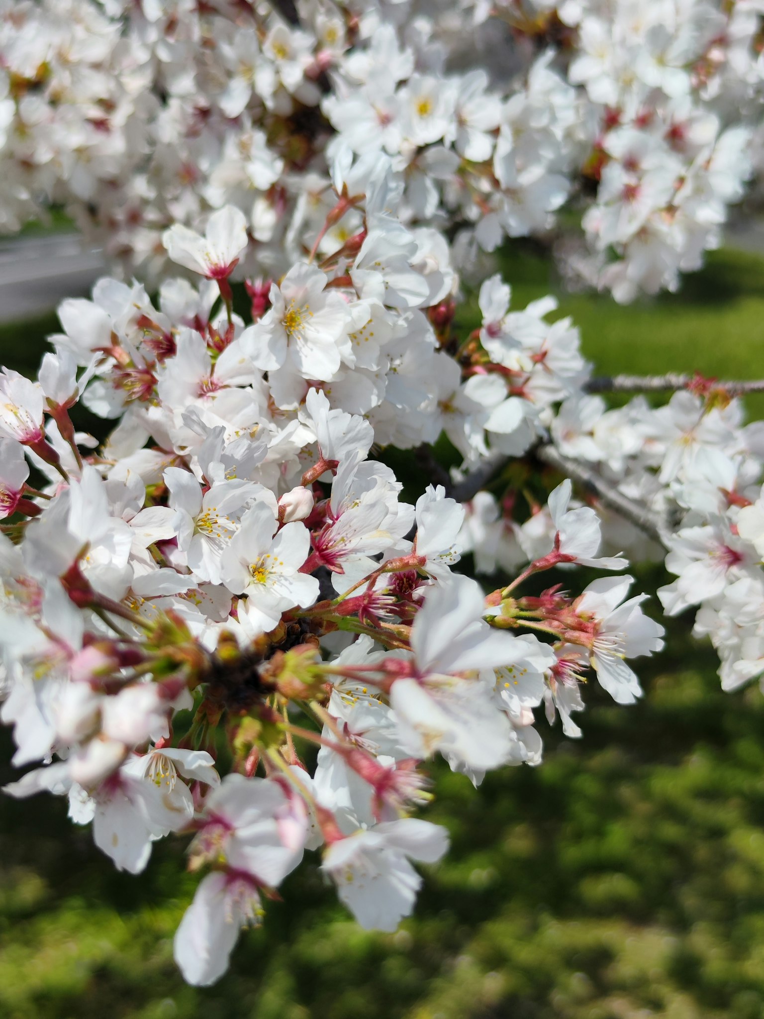 Primer plano de flores de cerezo con pétalos blancos y fondo verde