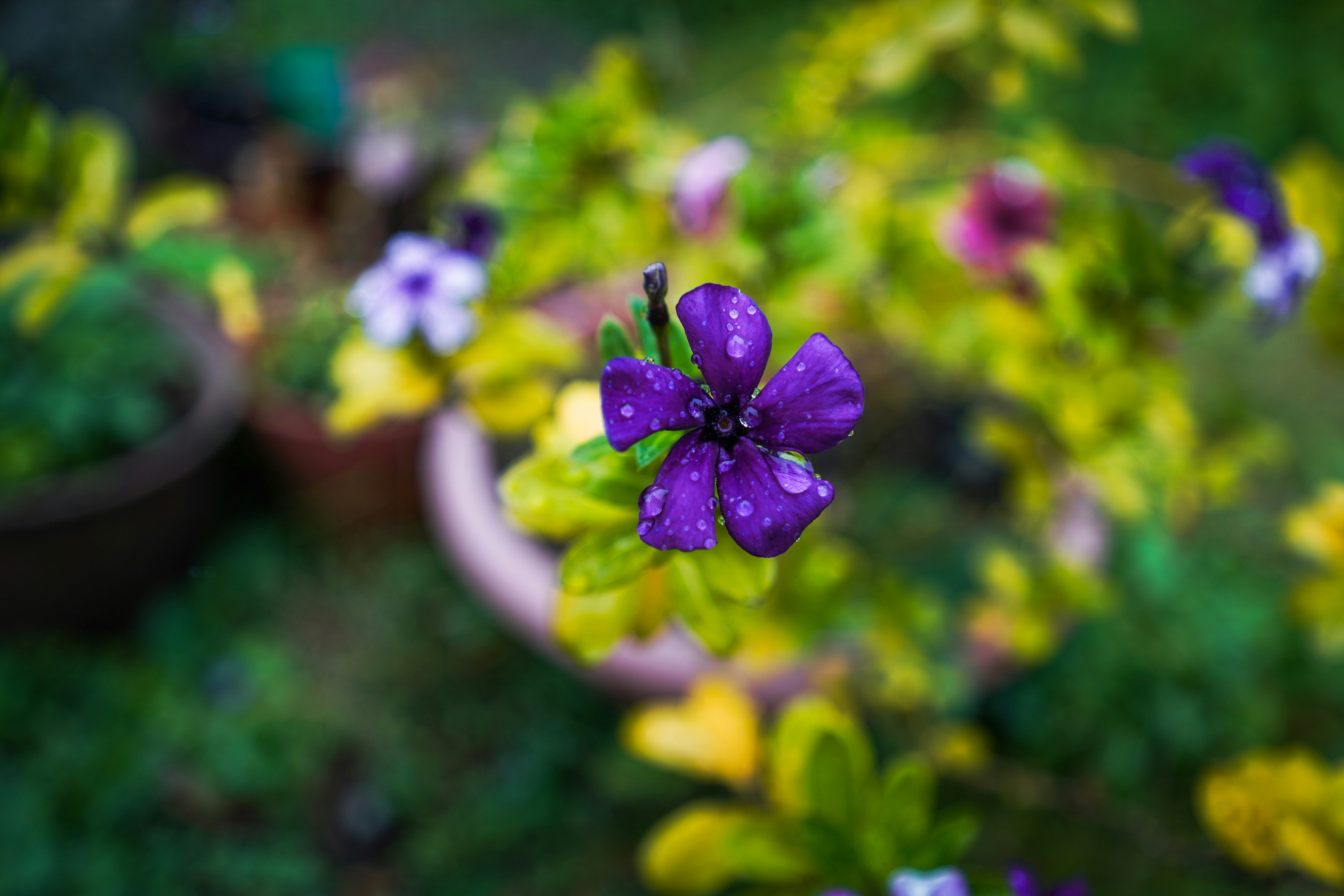 紫の花が手前で咲く花壇のボケ背景