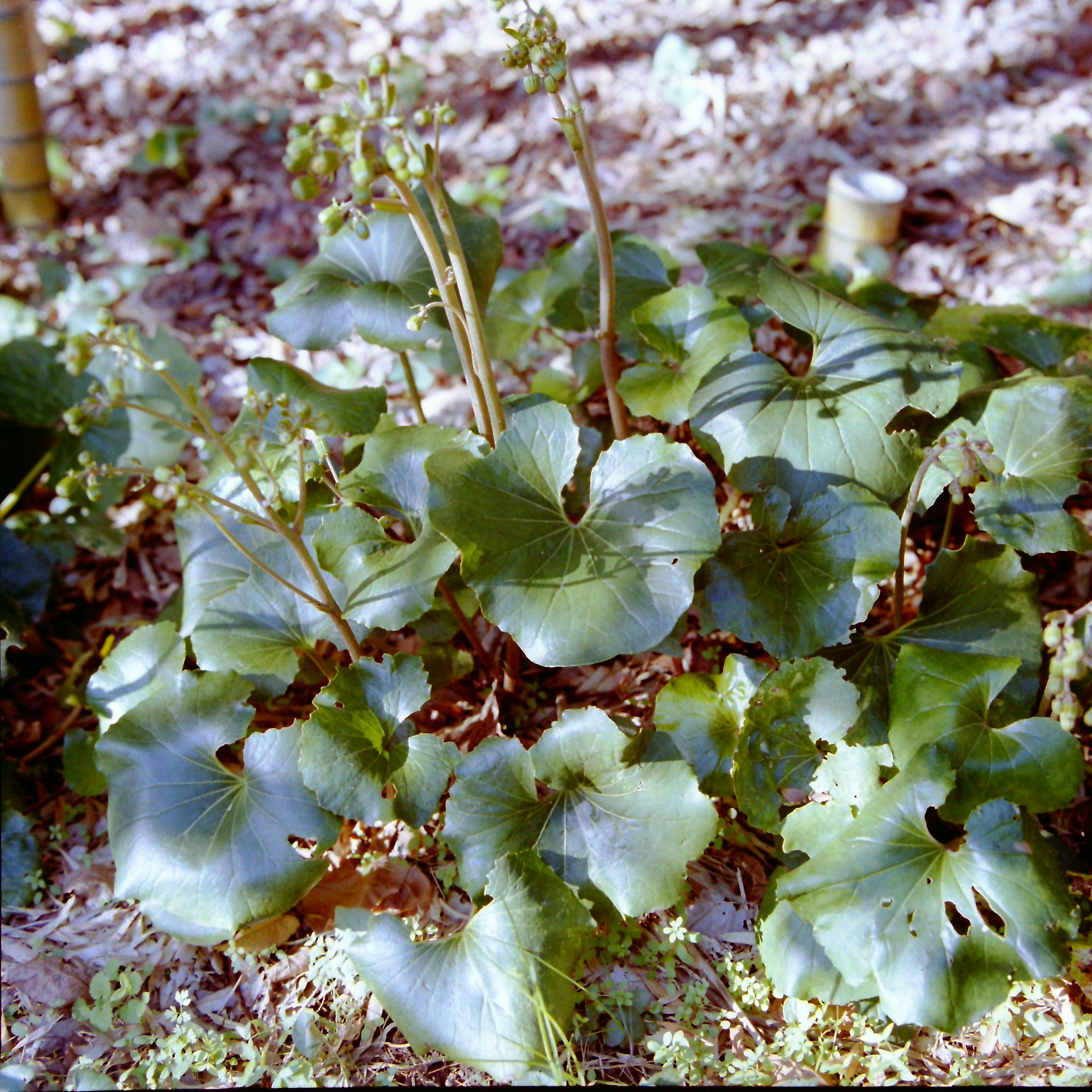 花びらのような葉が広がる草花の群生