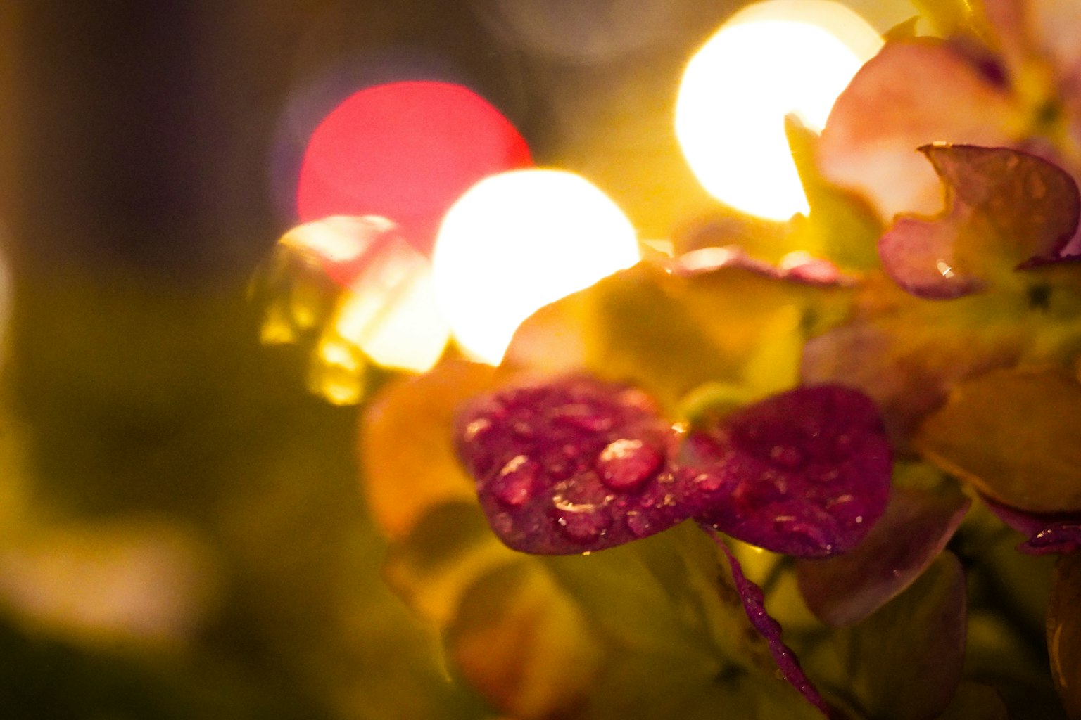 Planta nocturna con fondo de luz borroso y gotas de agua en las hojas