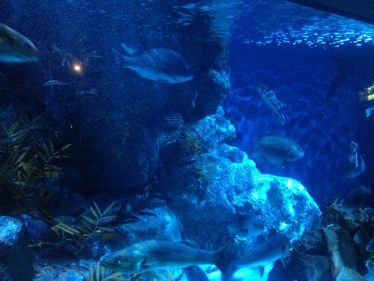 Unterwasserszene mit blauem Wasser, Felsen und verschiedenen Fischen