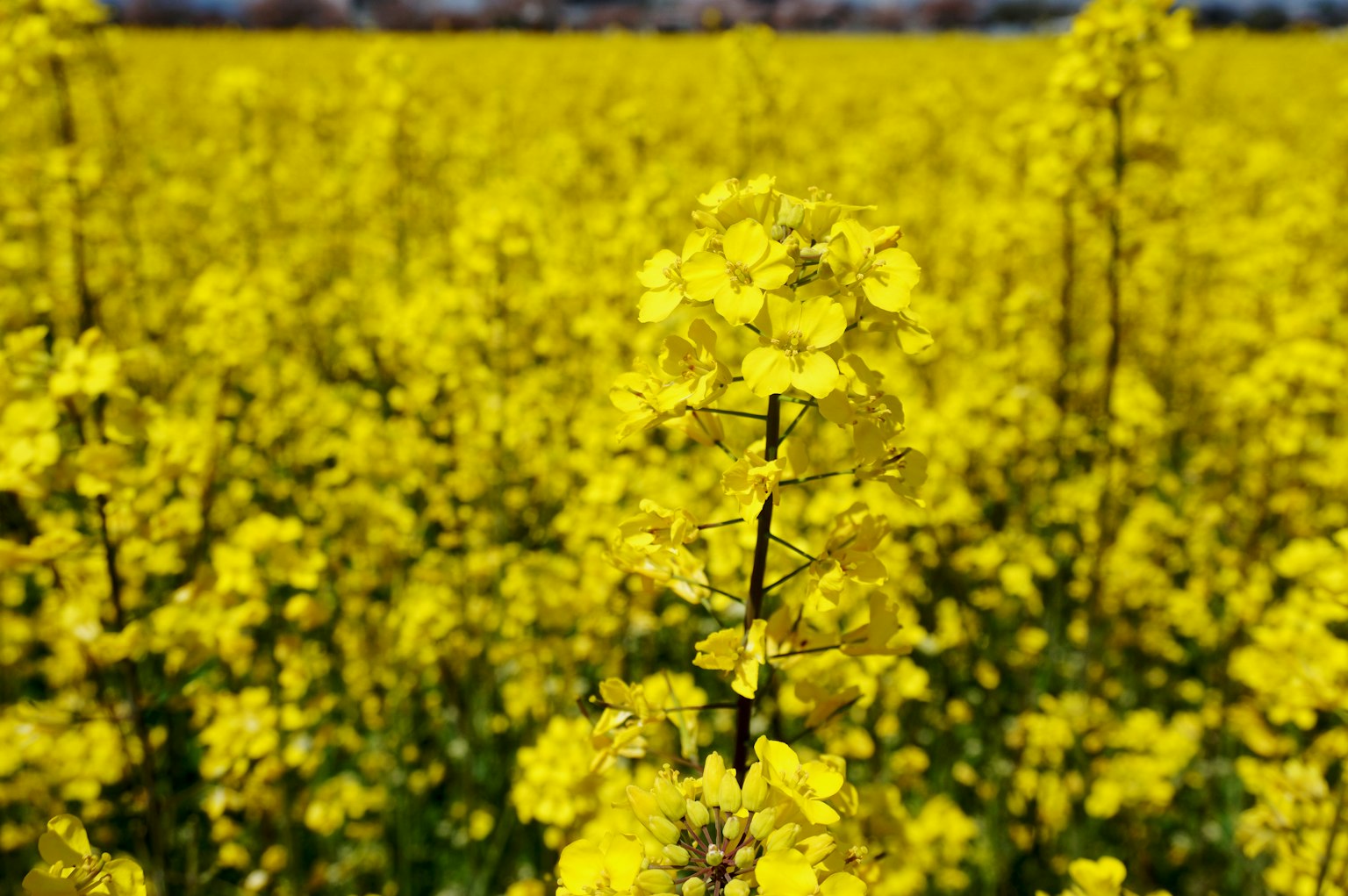 Primo piano di un campo di fiori di colza gialli