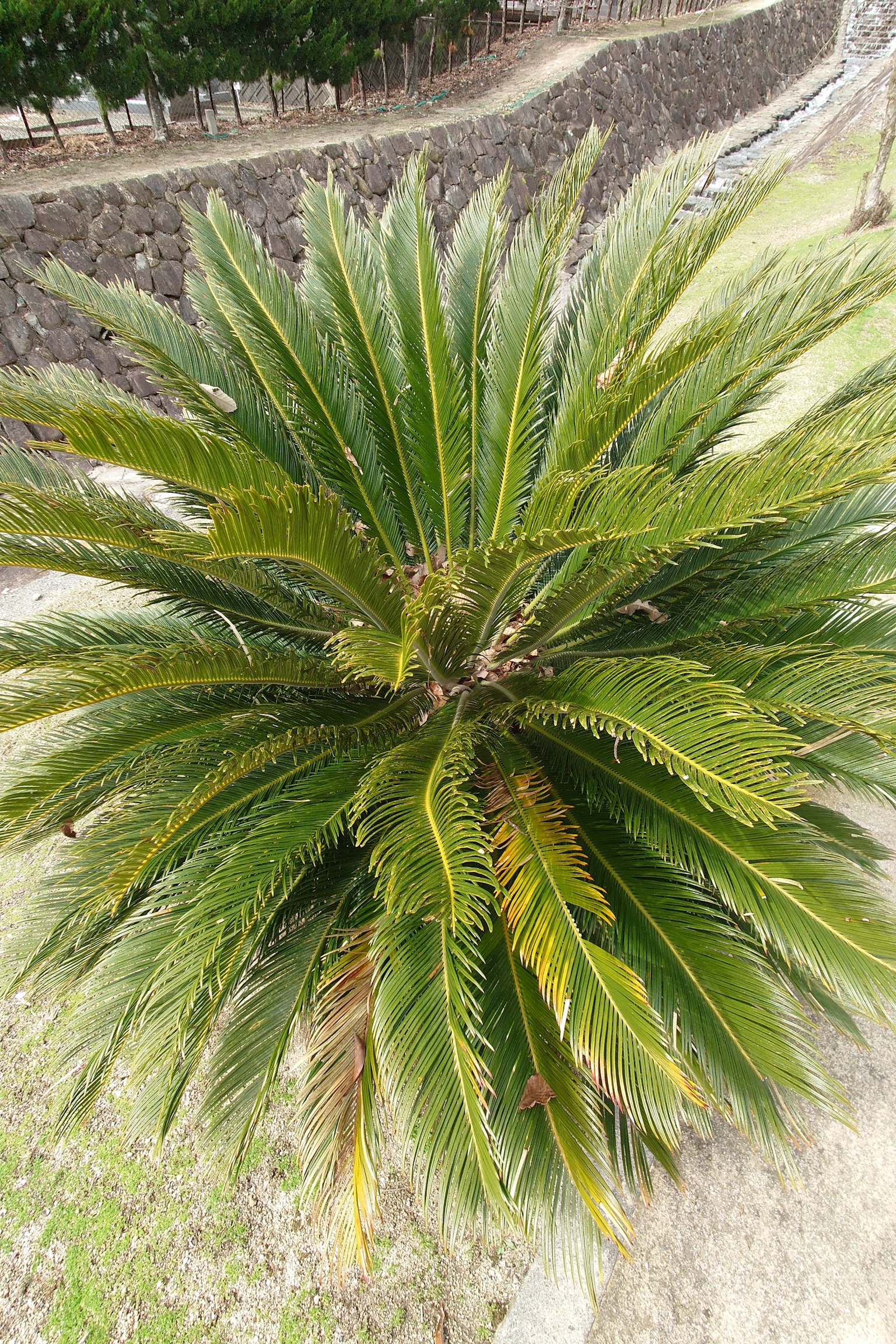 Draufsicht auf eine palmähnliche Pflanze mit grünen Blättern