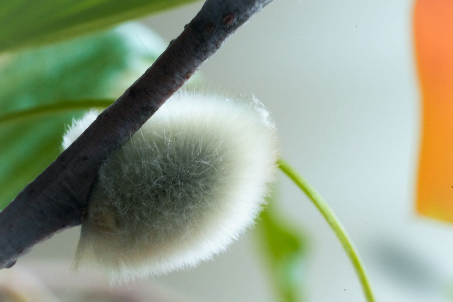 Close-up tanaman dengan daun hijau dan tunas berbulu