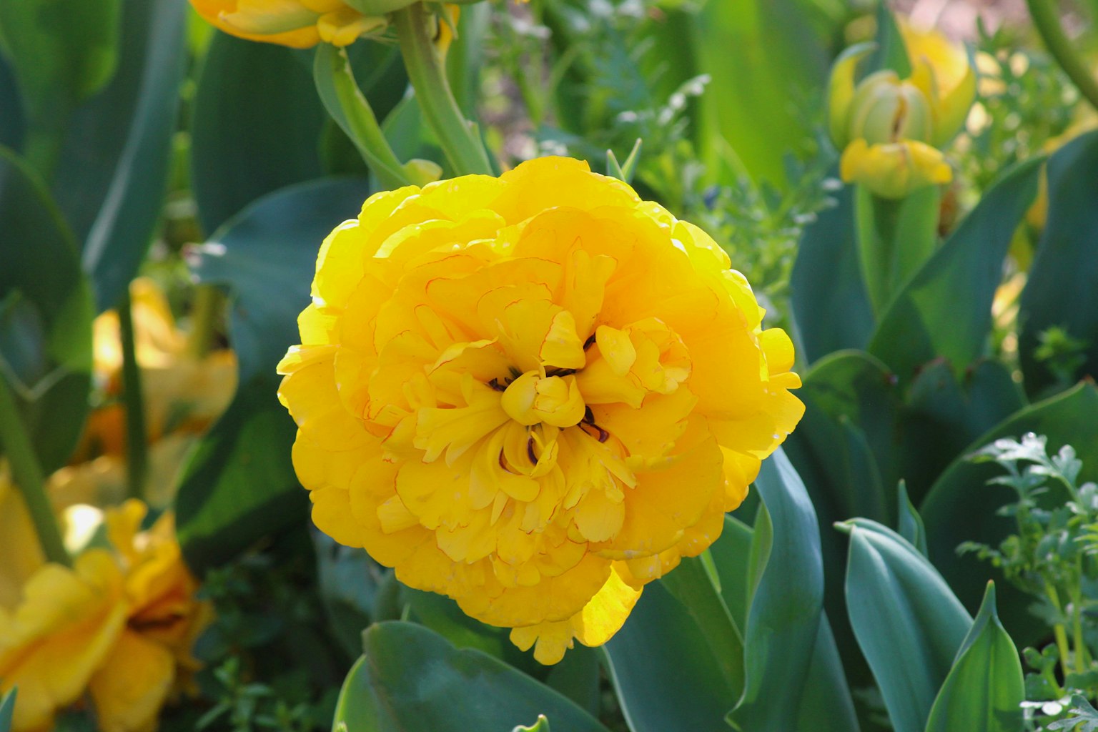Eine lebendige gelbe Blume blüht zwischen grünen Blättern