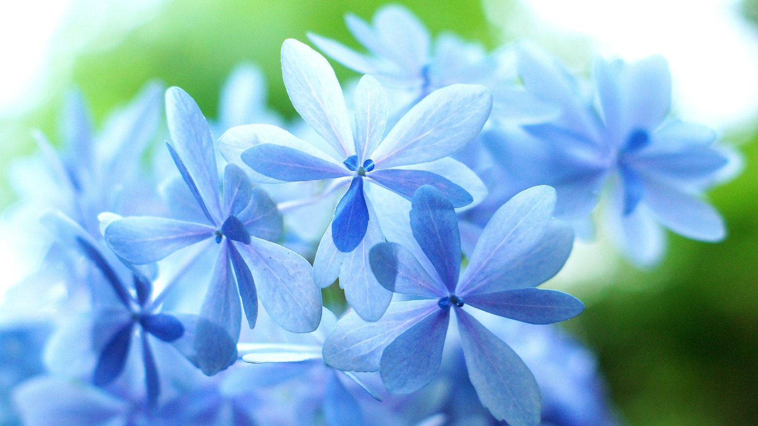Gros plan de fleurs bleues délicates avec un arrière-plan flou doux