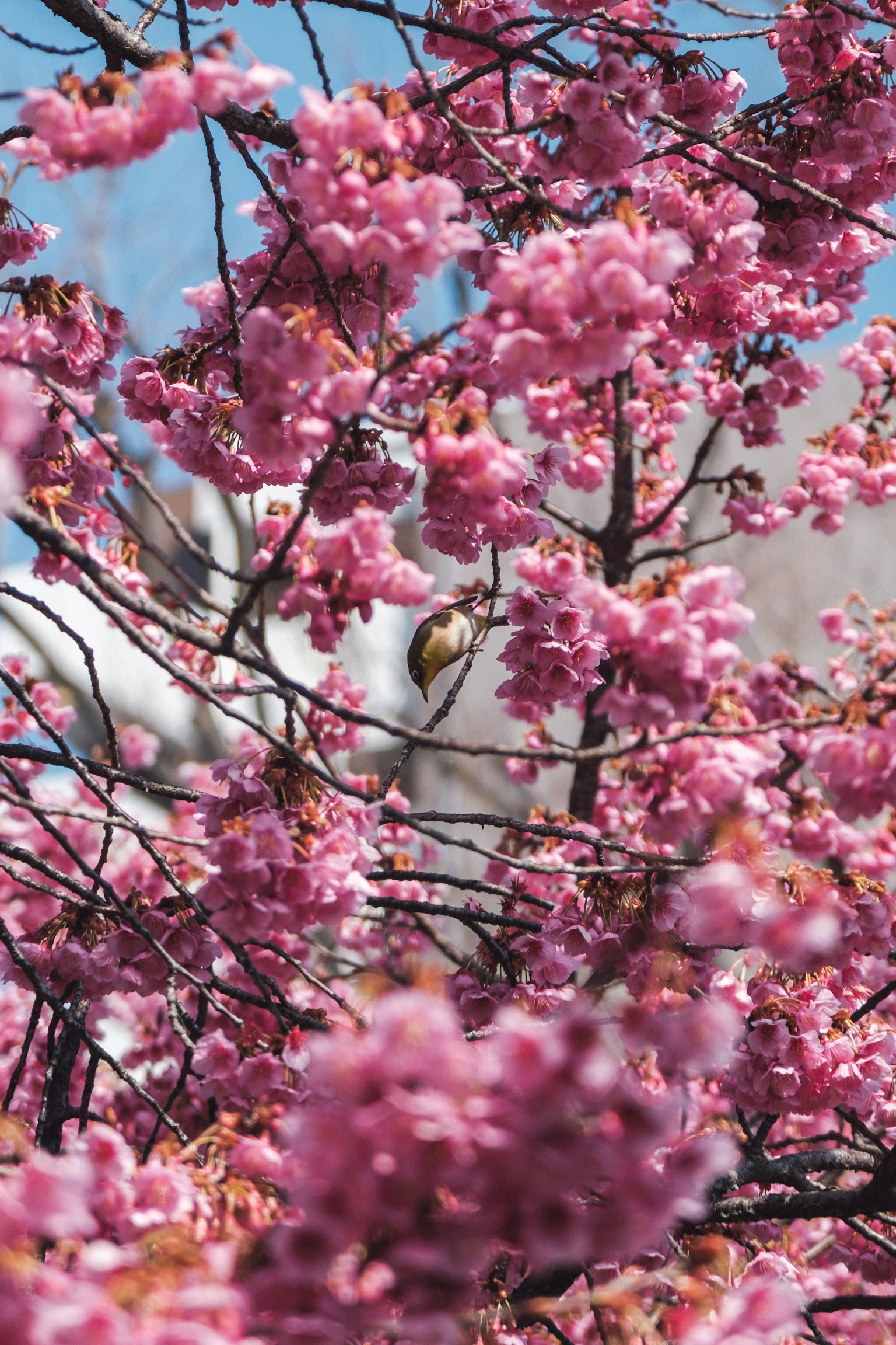 Ein kleiner Vogel umgeben von blühenden Kirschblüten