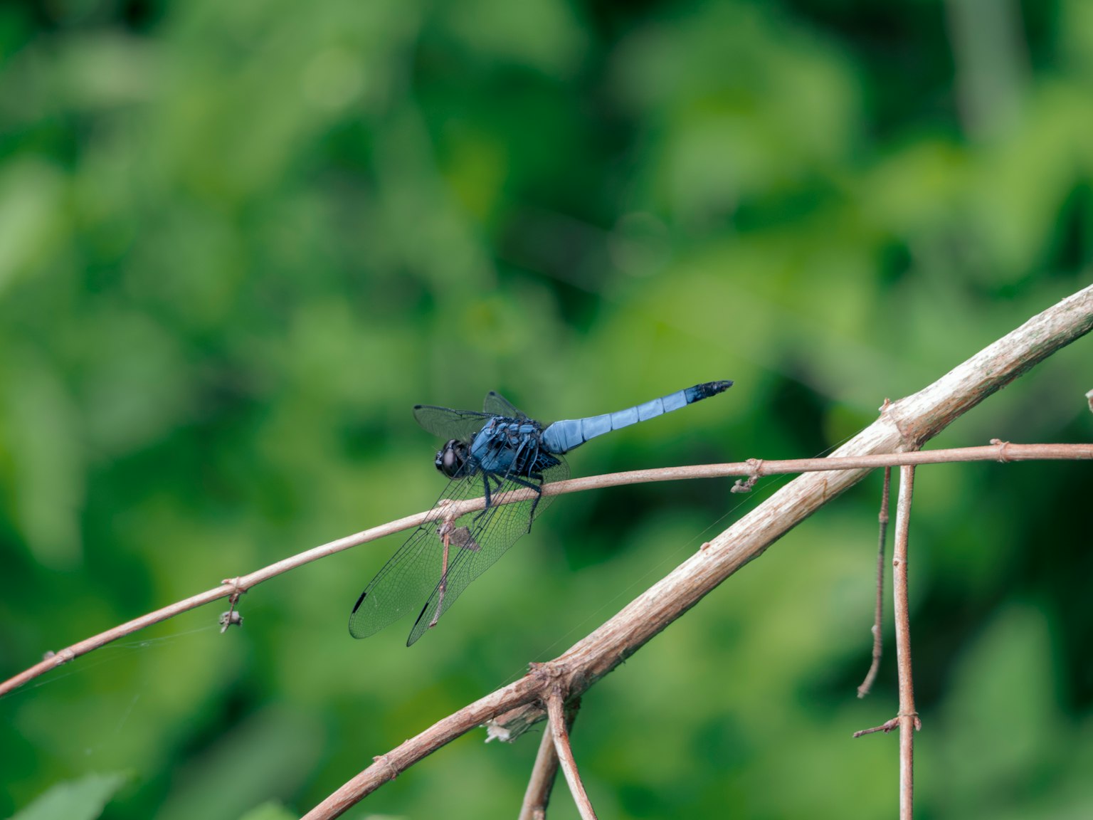 Une libellule bleue perchée sur une branche avec un fond de feuillage vert