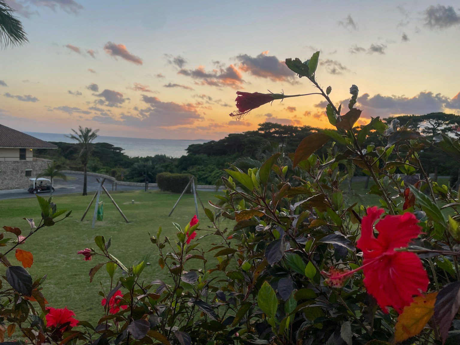 Vista escénica del atardecer con flores en primer plano