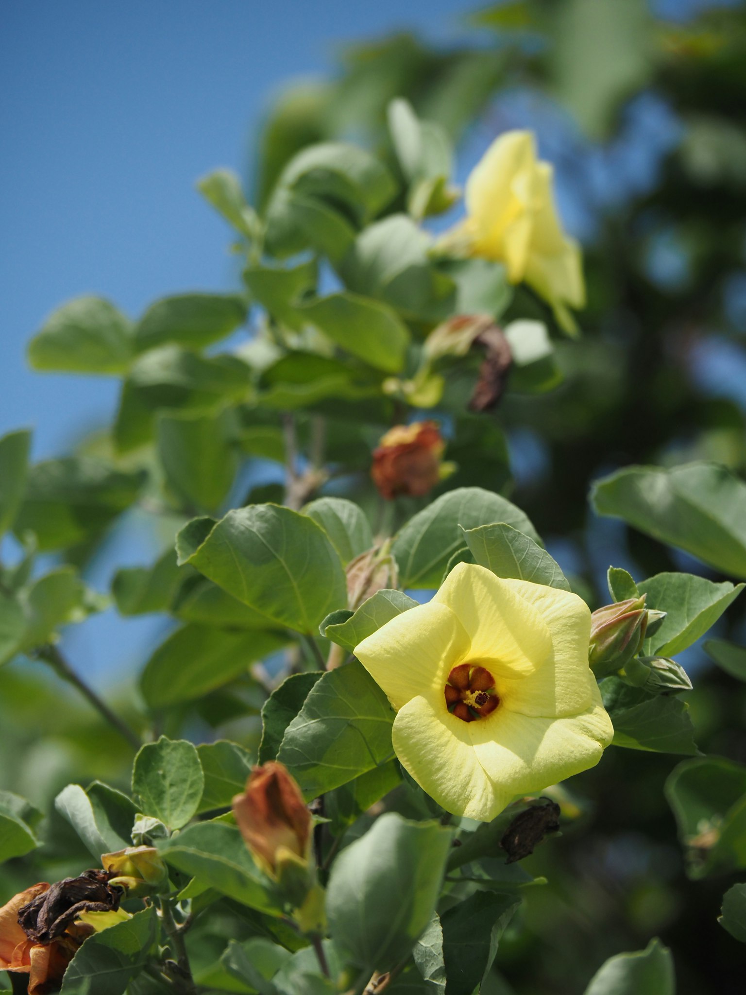Une fleur jaune vif entourée de feuilles vertes