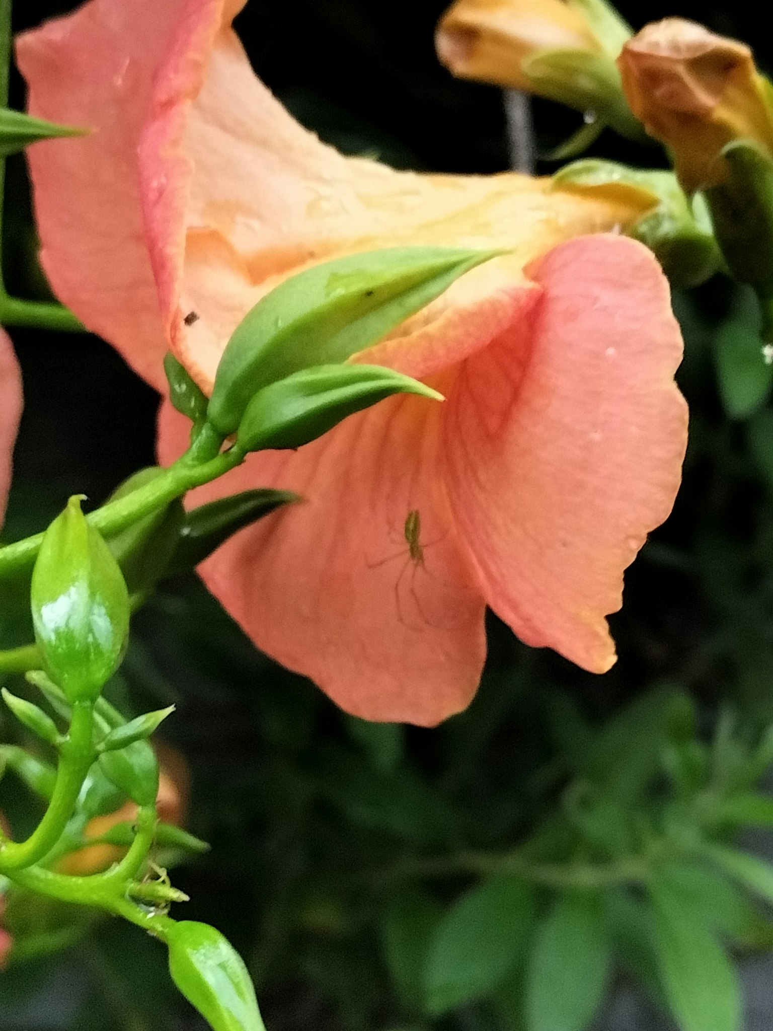 Nahaufnahme einer Pflanze mit rosa Blütenblättern und grünen Blättern