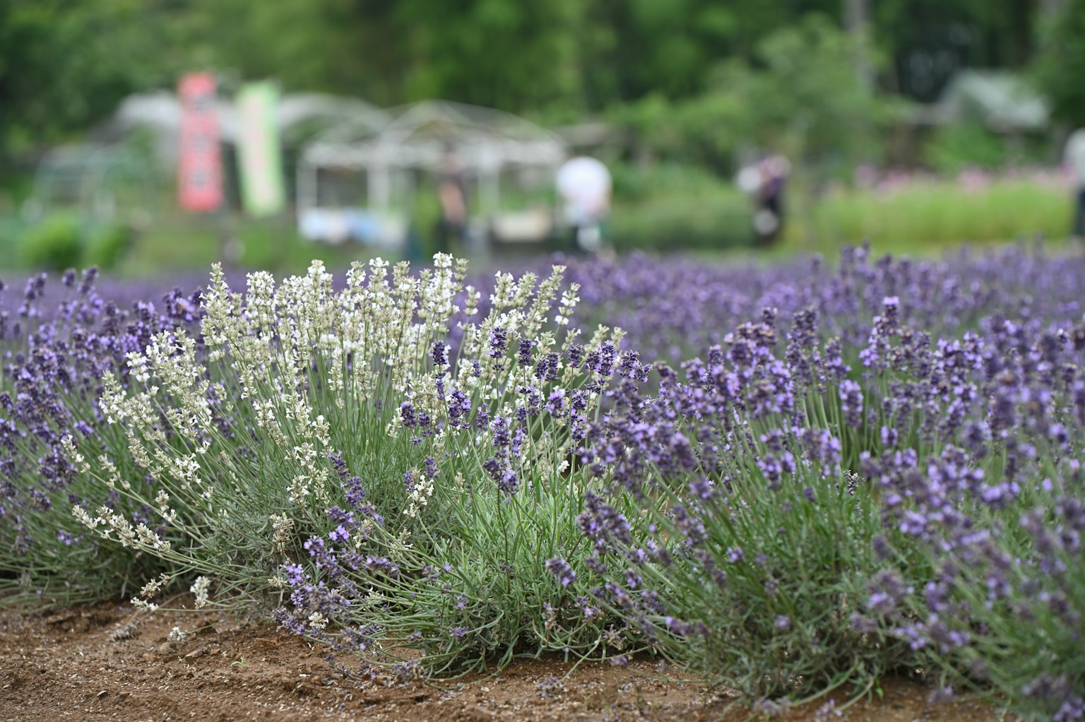 Lavender field with white and purple flowers