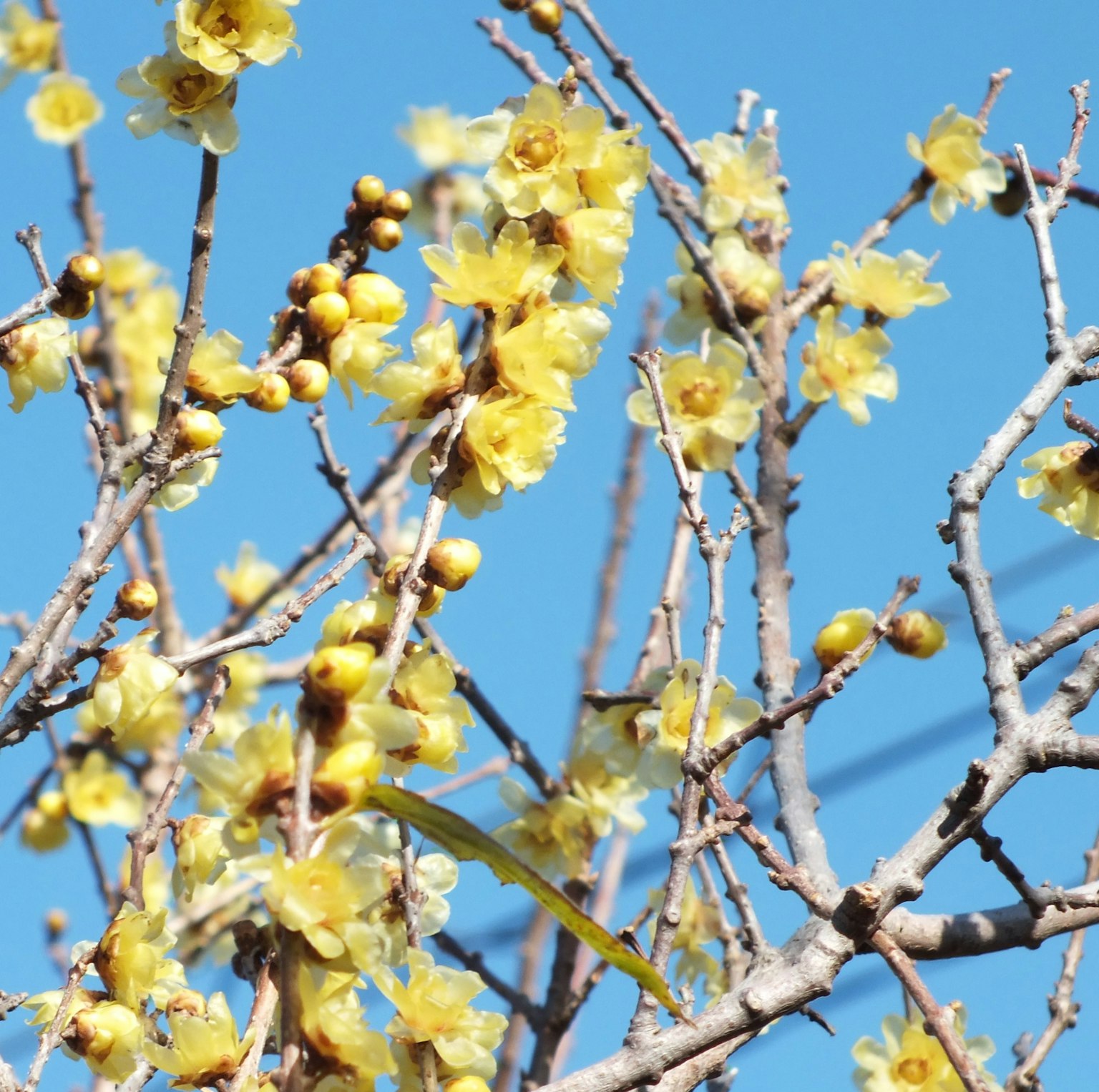 Cabang pohon dengan bunga kuning di latar belakang langit biru