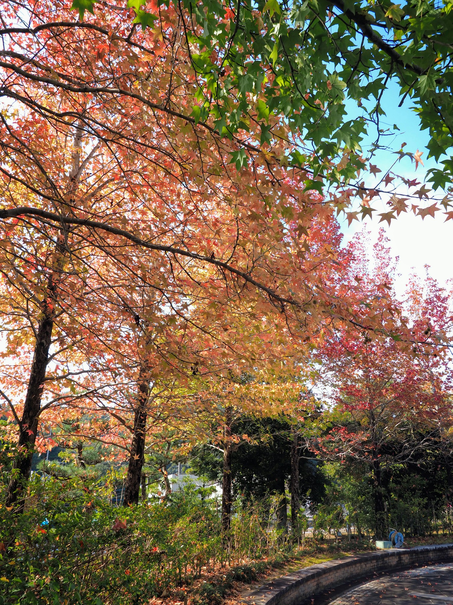 Magnifique feuillage d'automne dans un parc