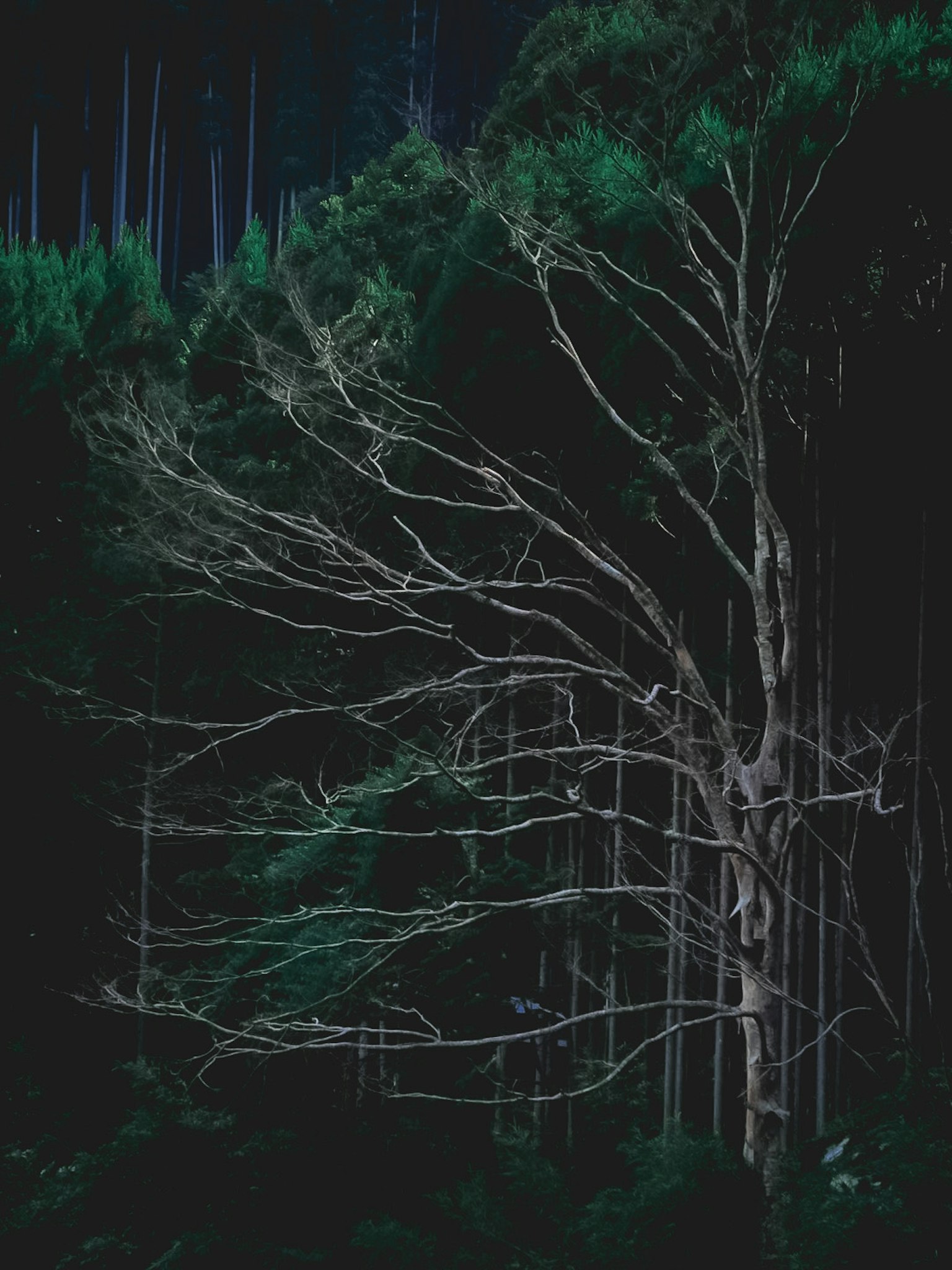 Un arbre élancé avec des branches nues dans une forêt sombre