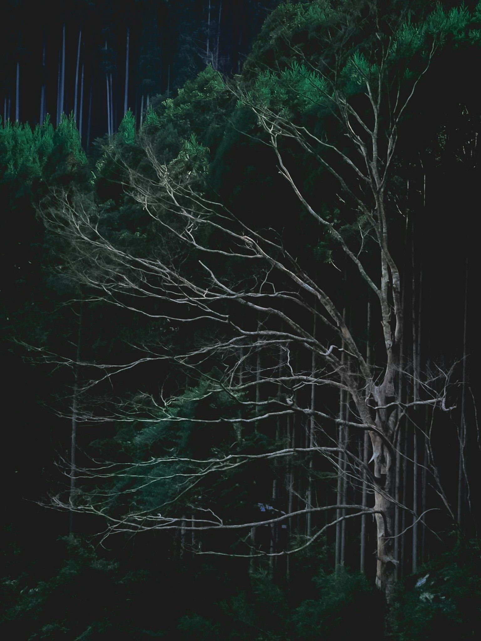 어두운 숲 속에 있는 가느다란 가지의 나무