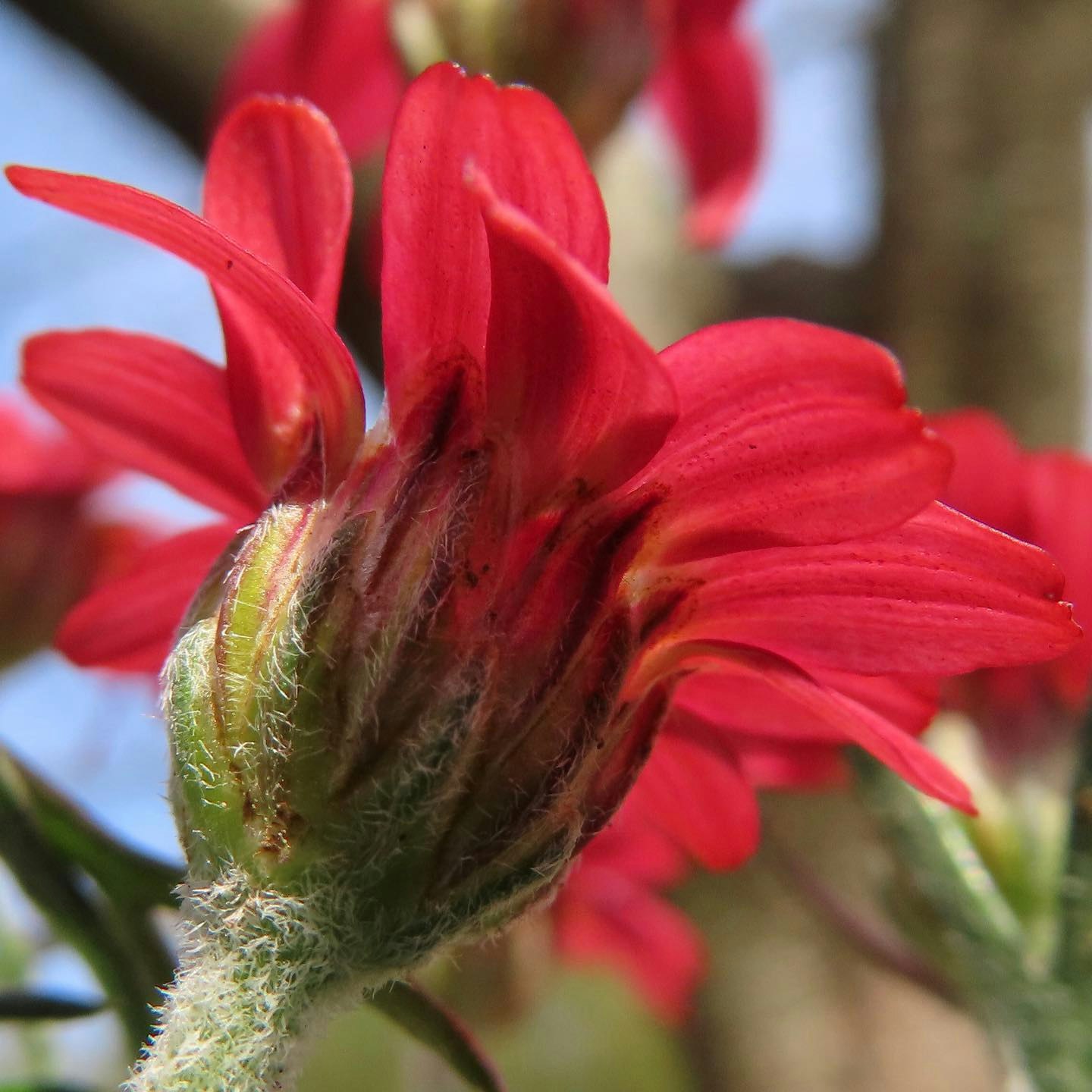 Close-up of red flower buds and petals