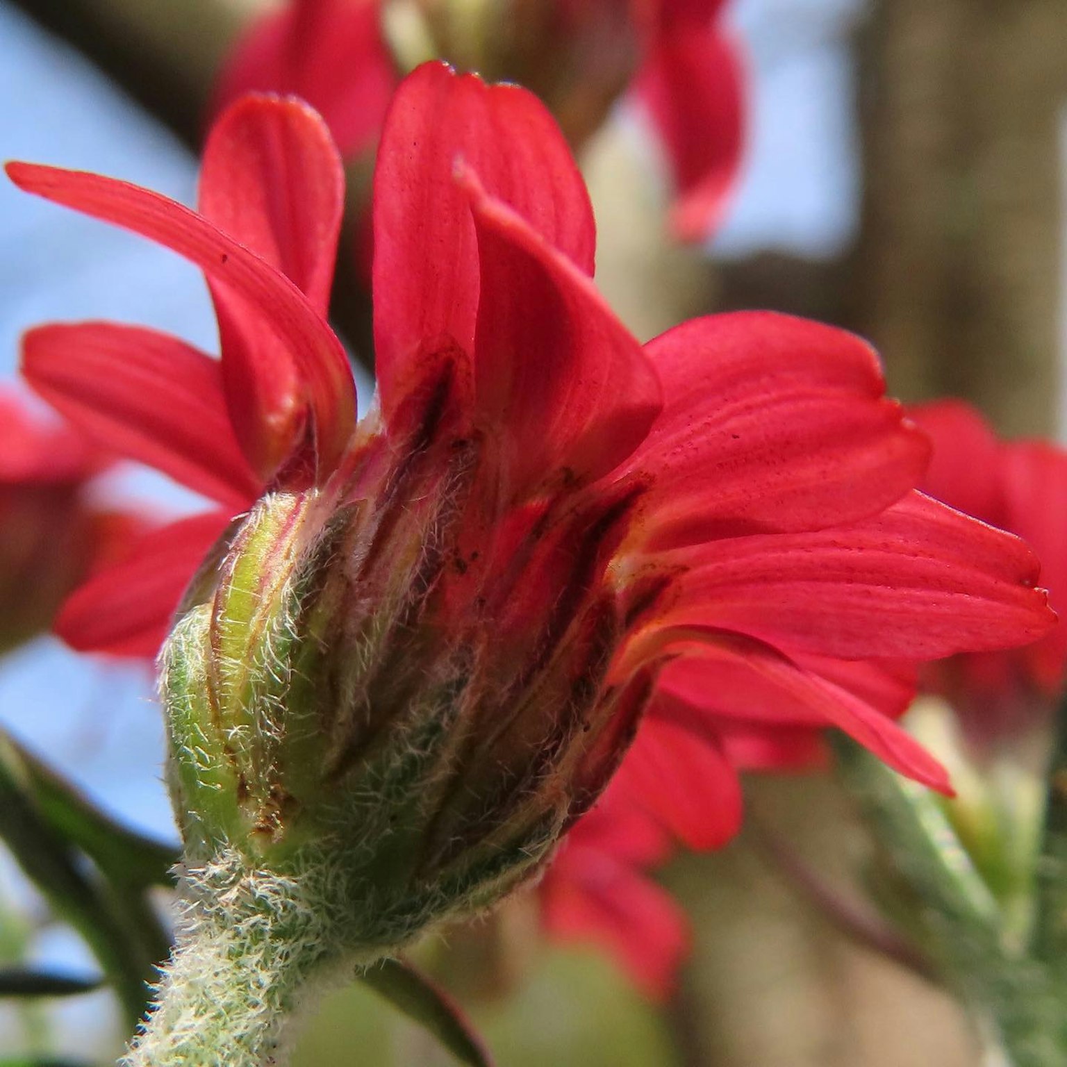 Primo piano di un fiore con petali rossi vivaci