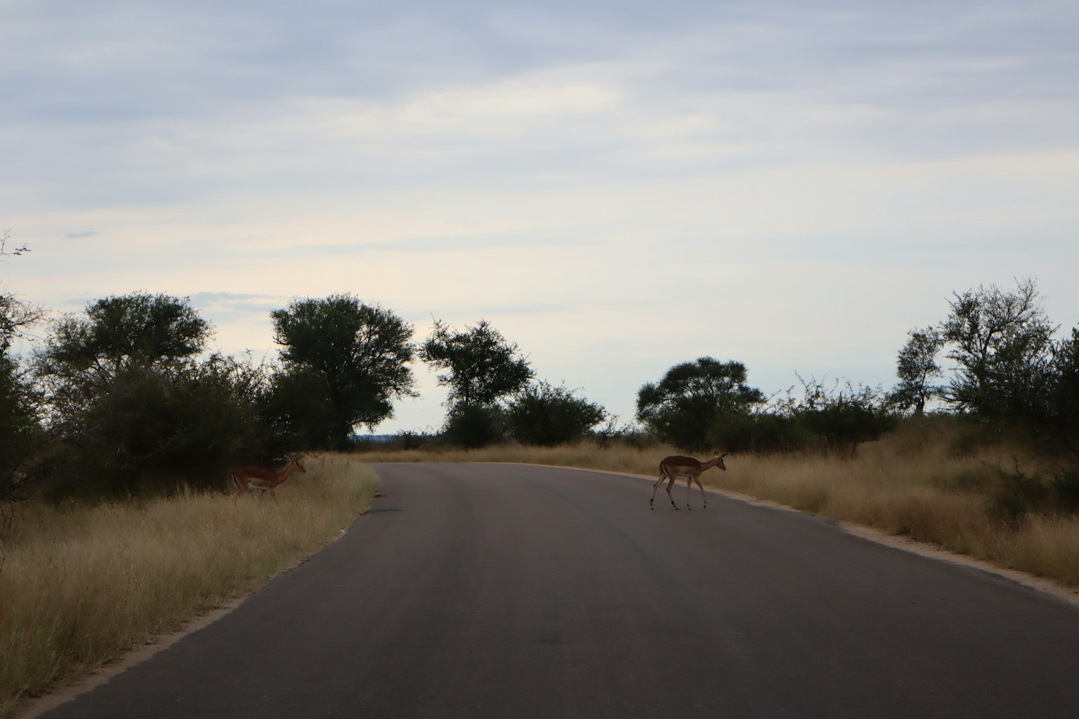 Wildtier überquert die Straße mit umliegender Graslandschaft
