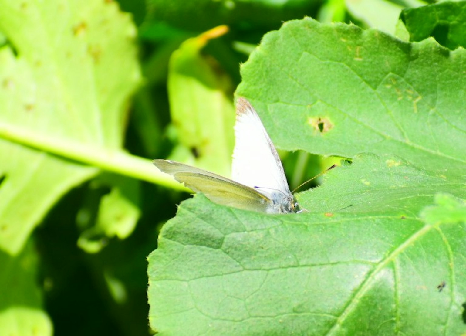 Una mariposa blanca descansando sobre hojas verdes