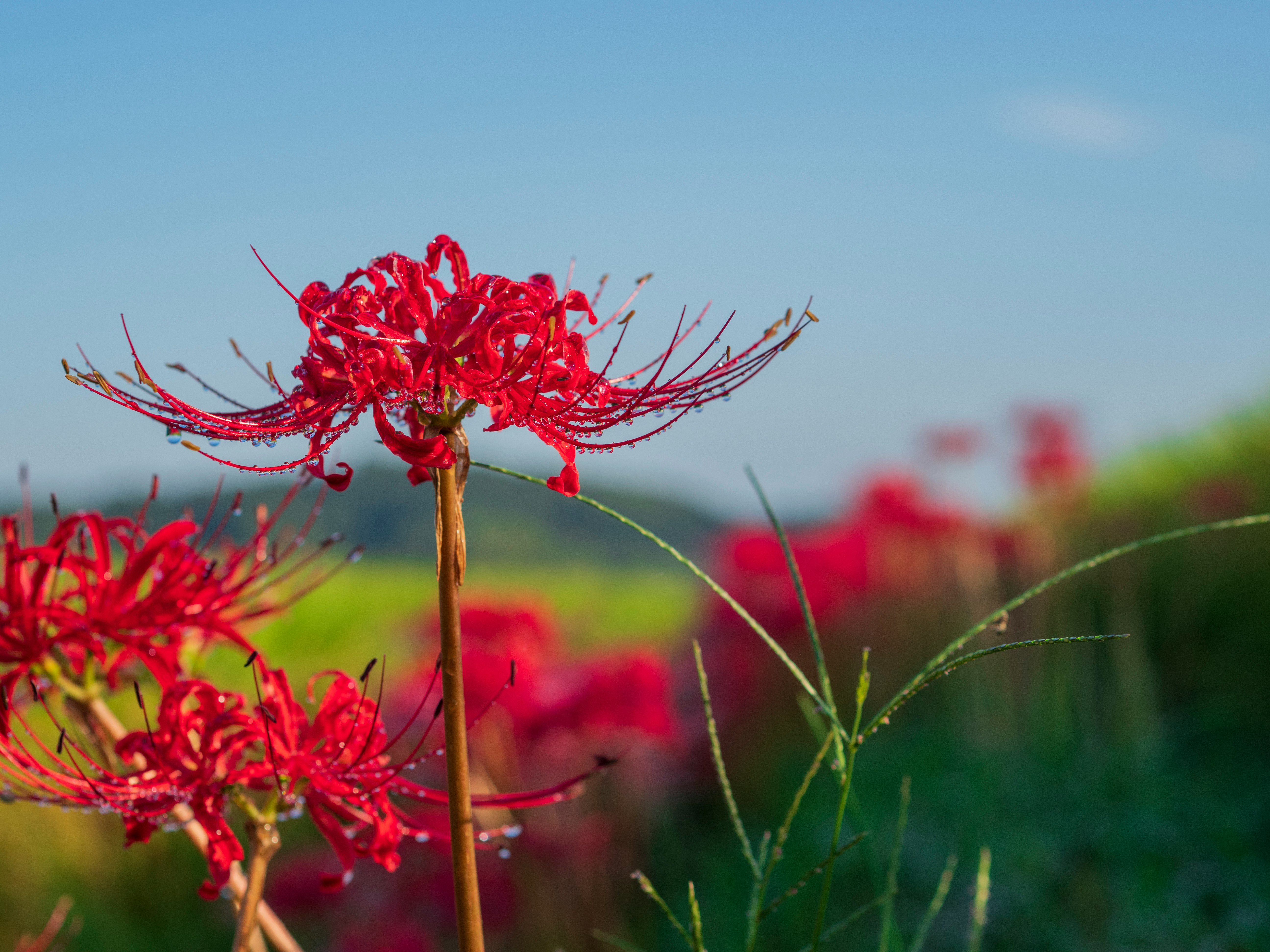 A field of red spider lilies in bloom