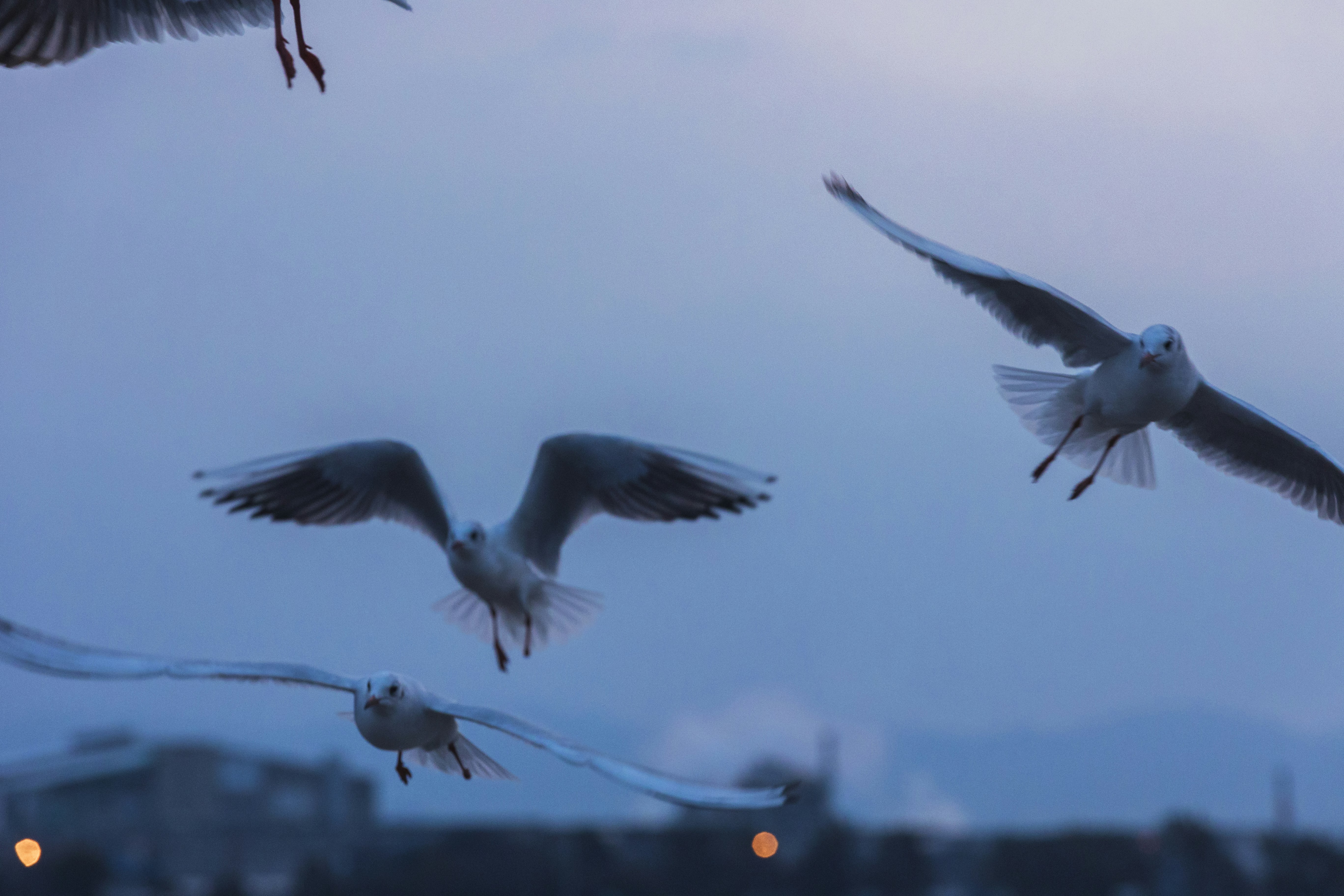 青い空を飛ぶカモメの群れ