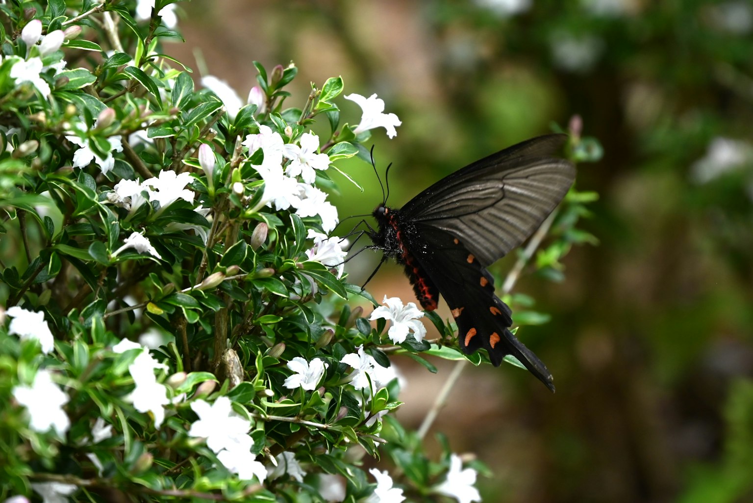 Schwarzer Schmetterling schwebt nahe weißen Blumen auf einer grünen Pflanze