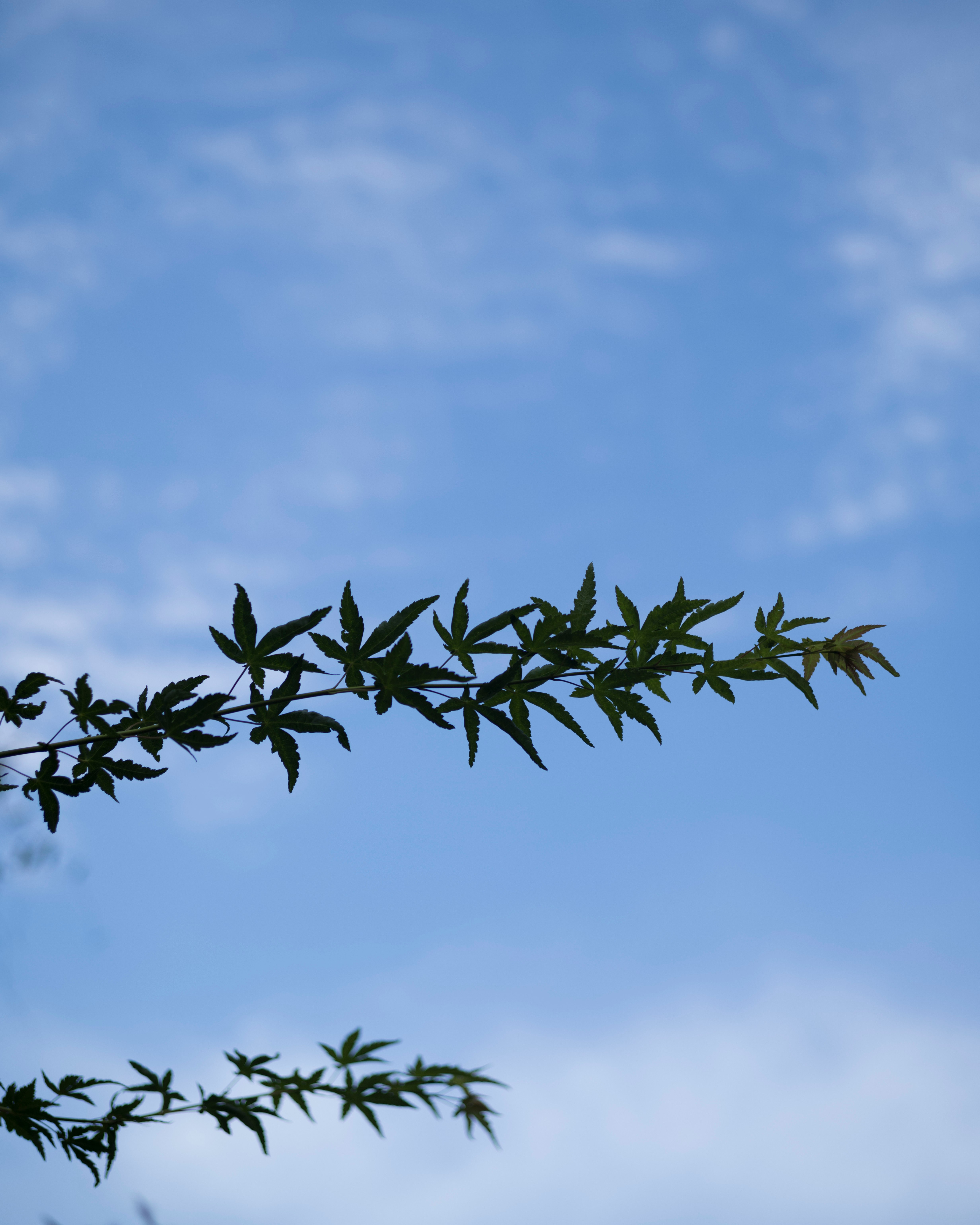 藍天背景下的葉枝尖端